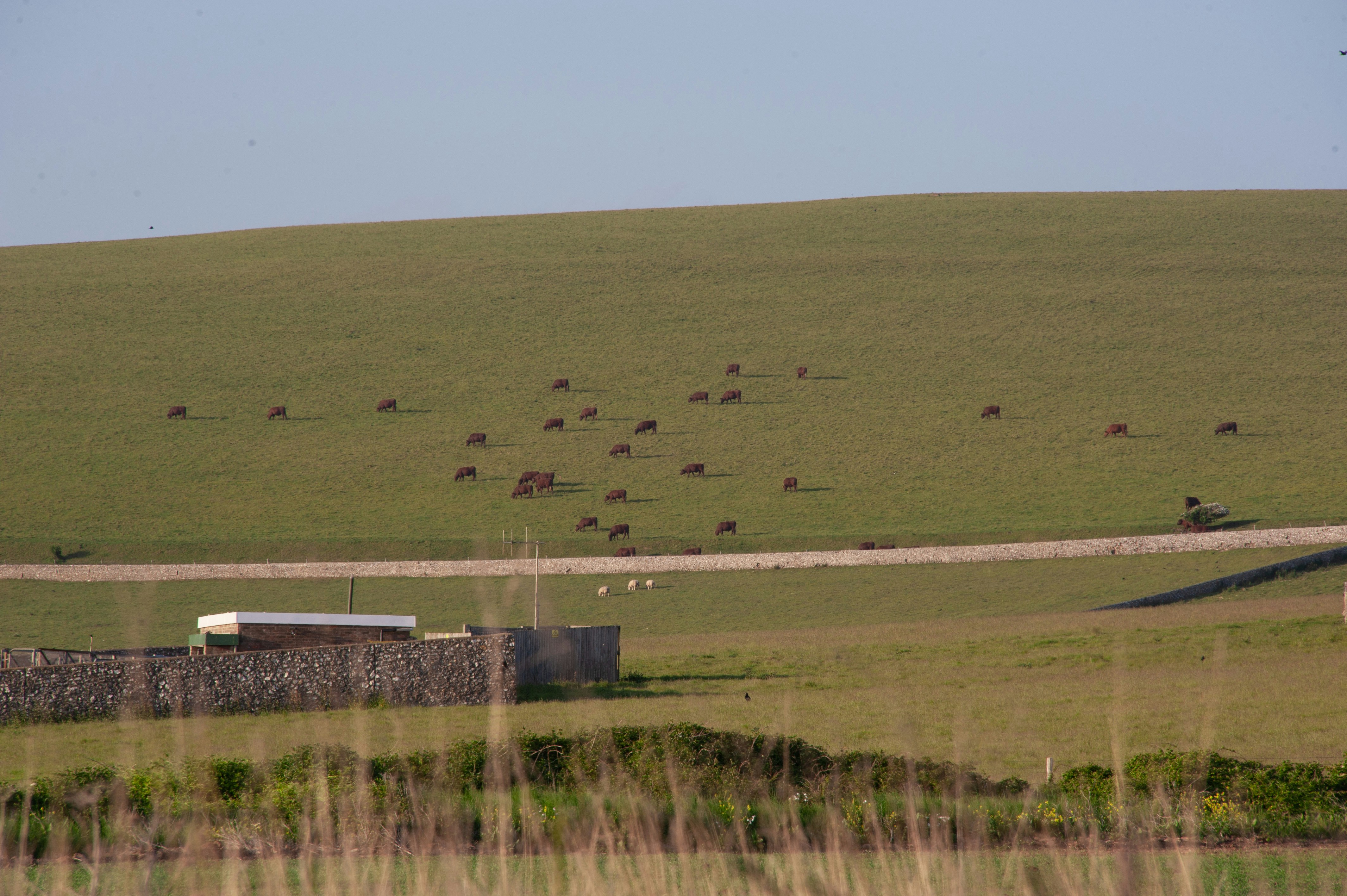 Animals graze on a green hillside
