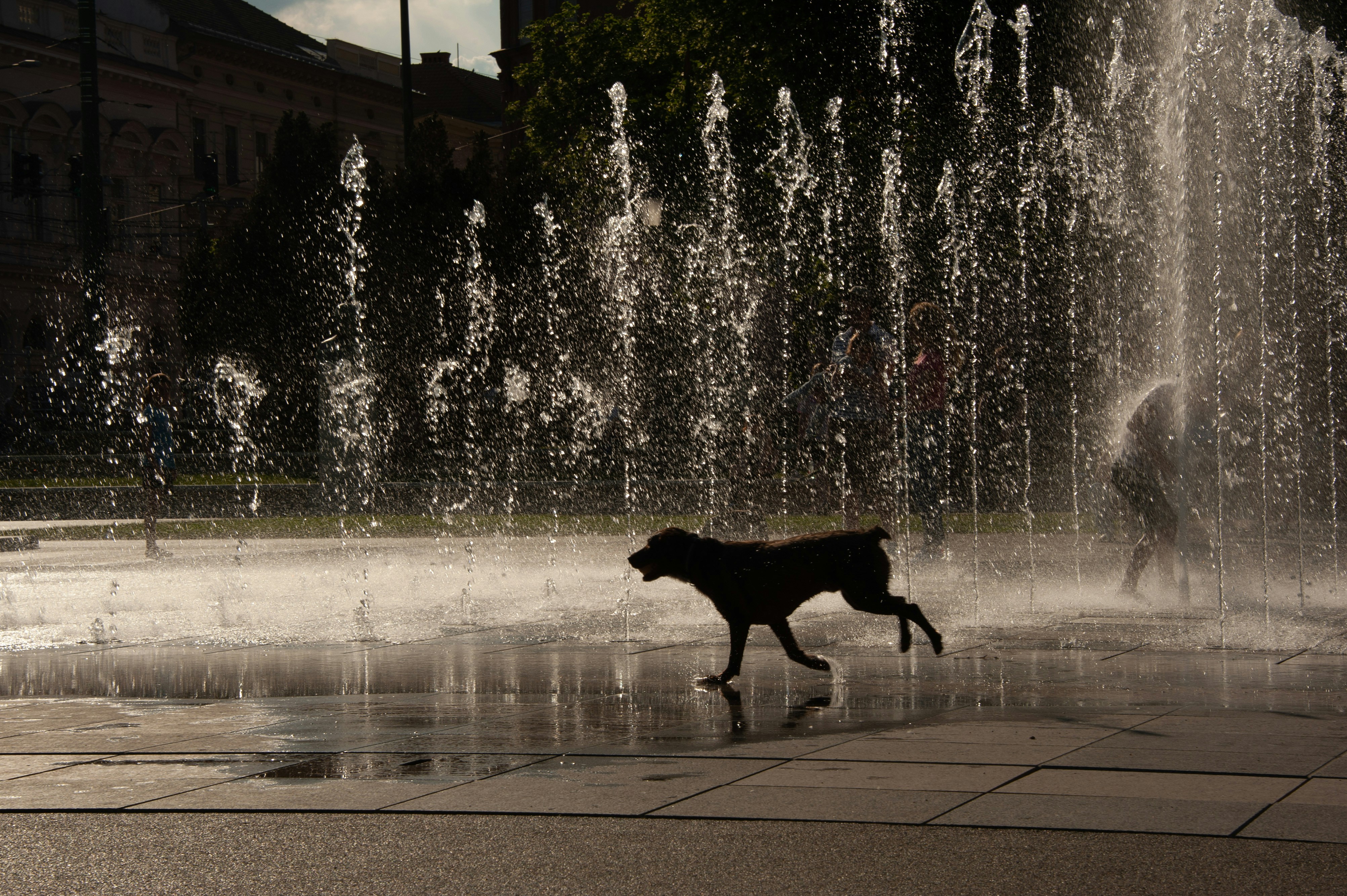 dog drinking from fountain