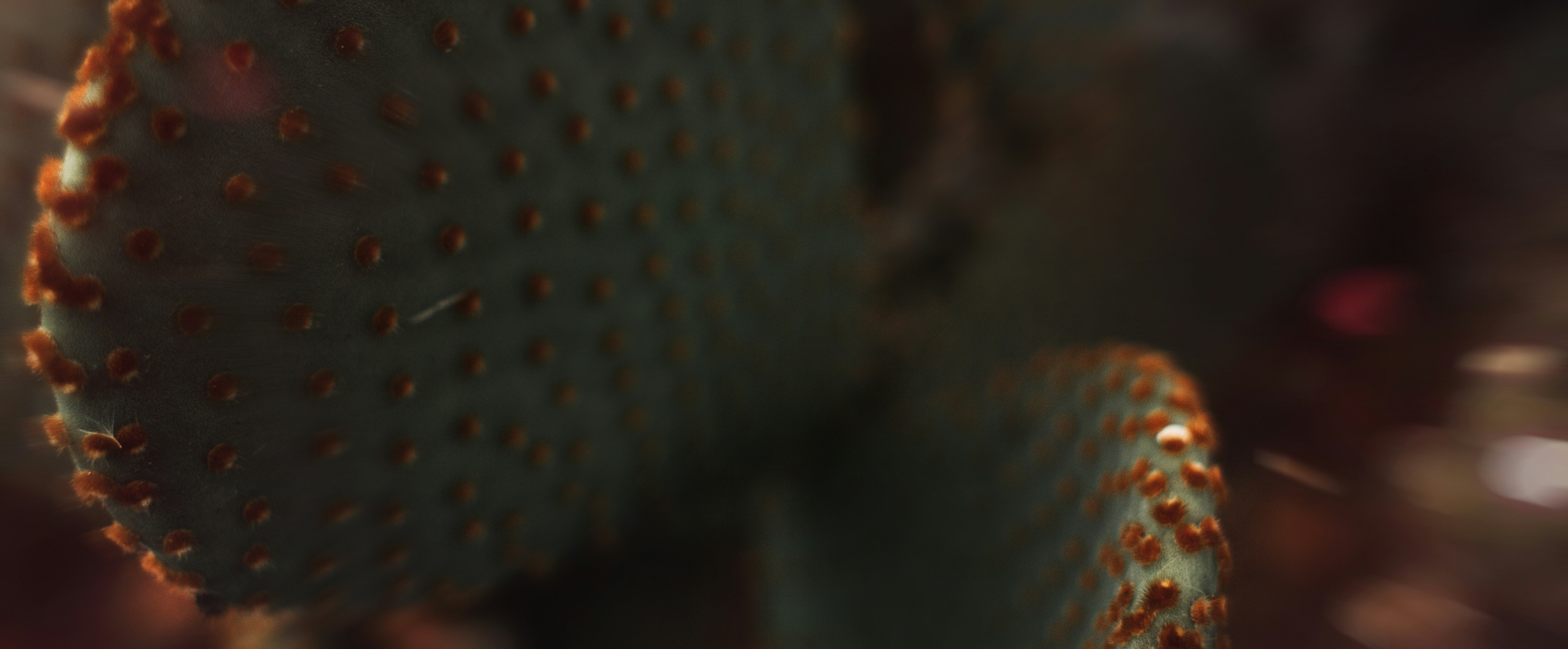 photo-1747920809471-0833c7d58f68?ixid=M3