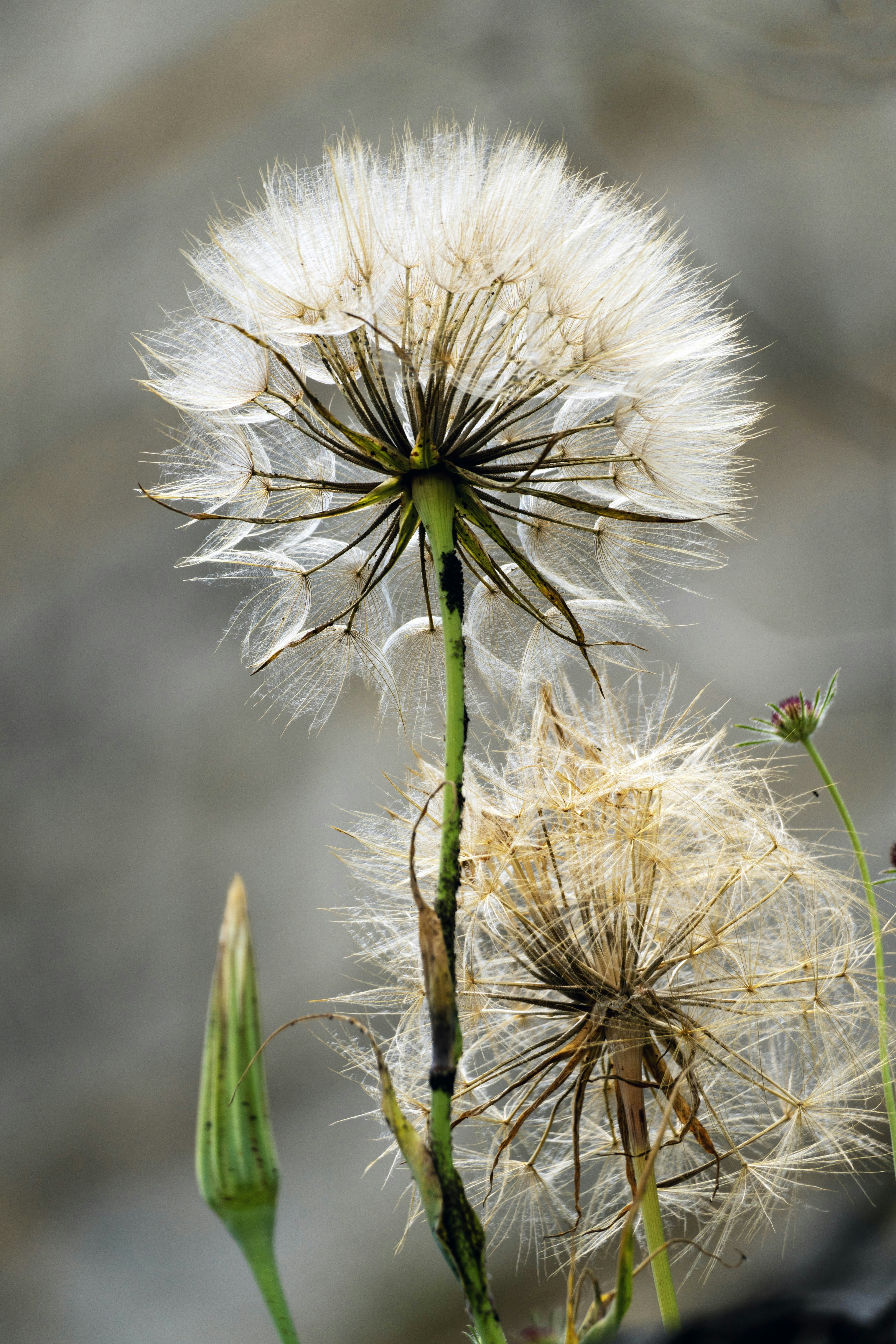 Dandelion seed heads stand out against a blurry background.