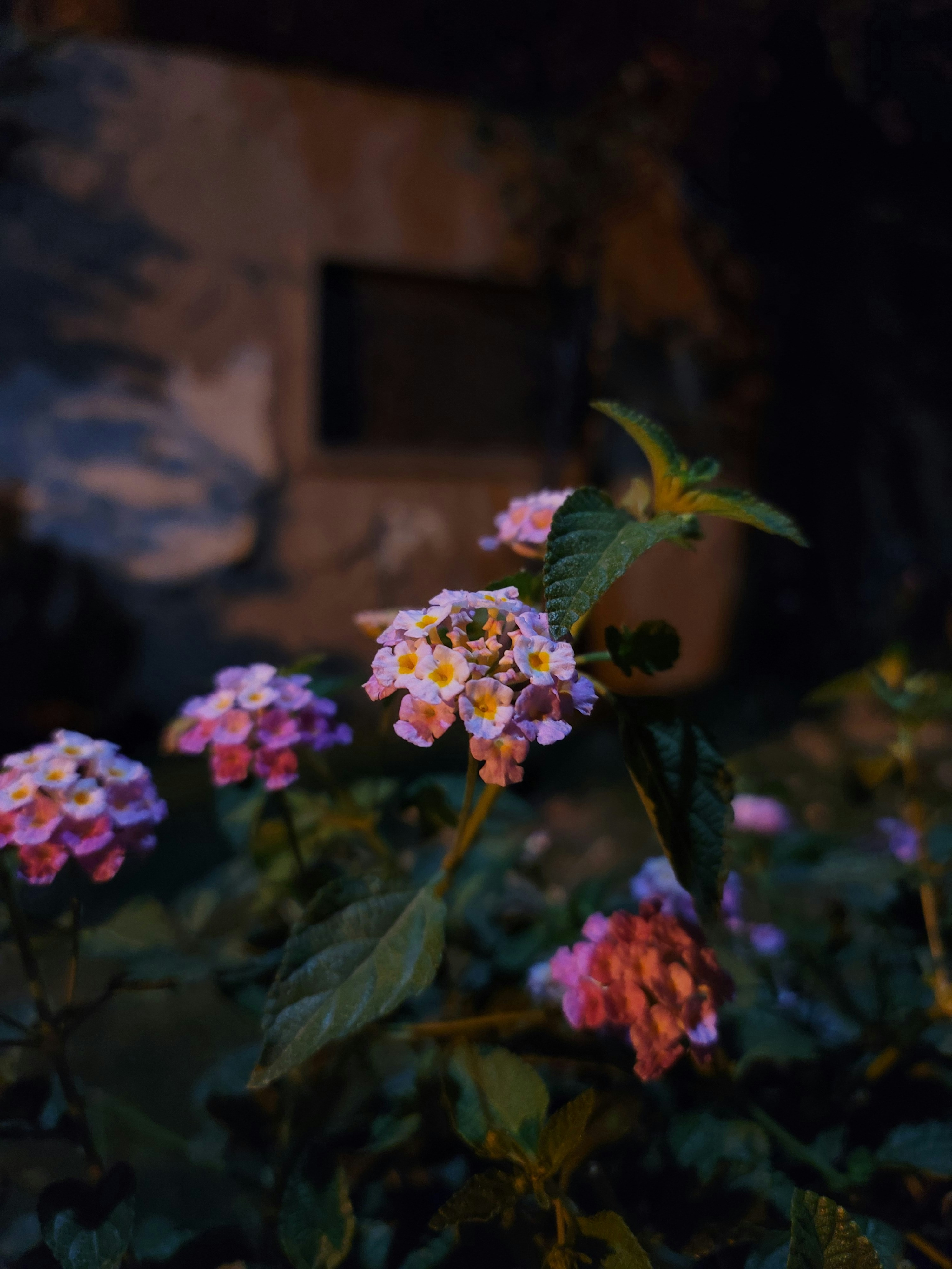 Pink and white flowers blossom at night.
