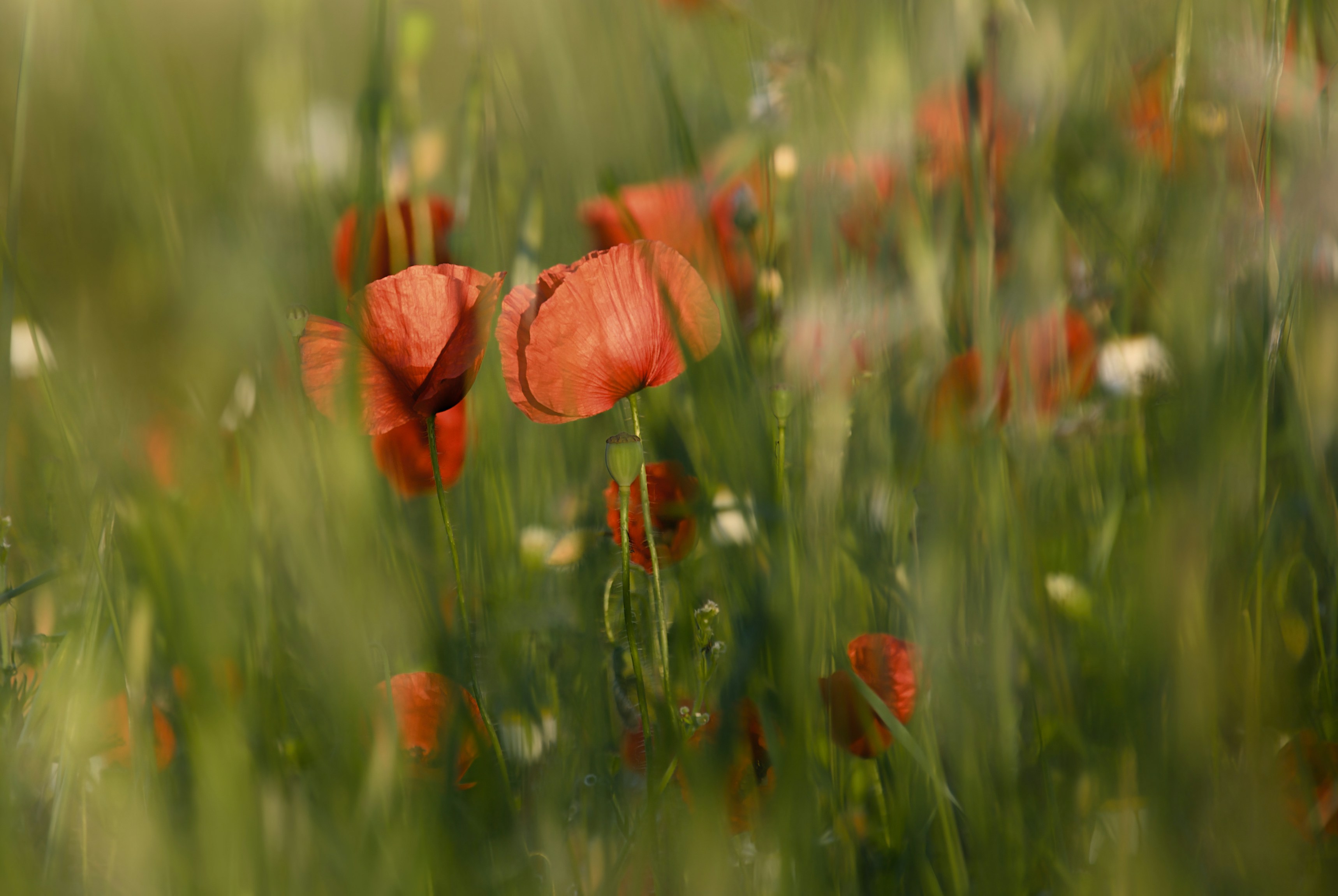 Photo by mariobeducci