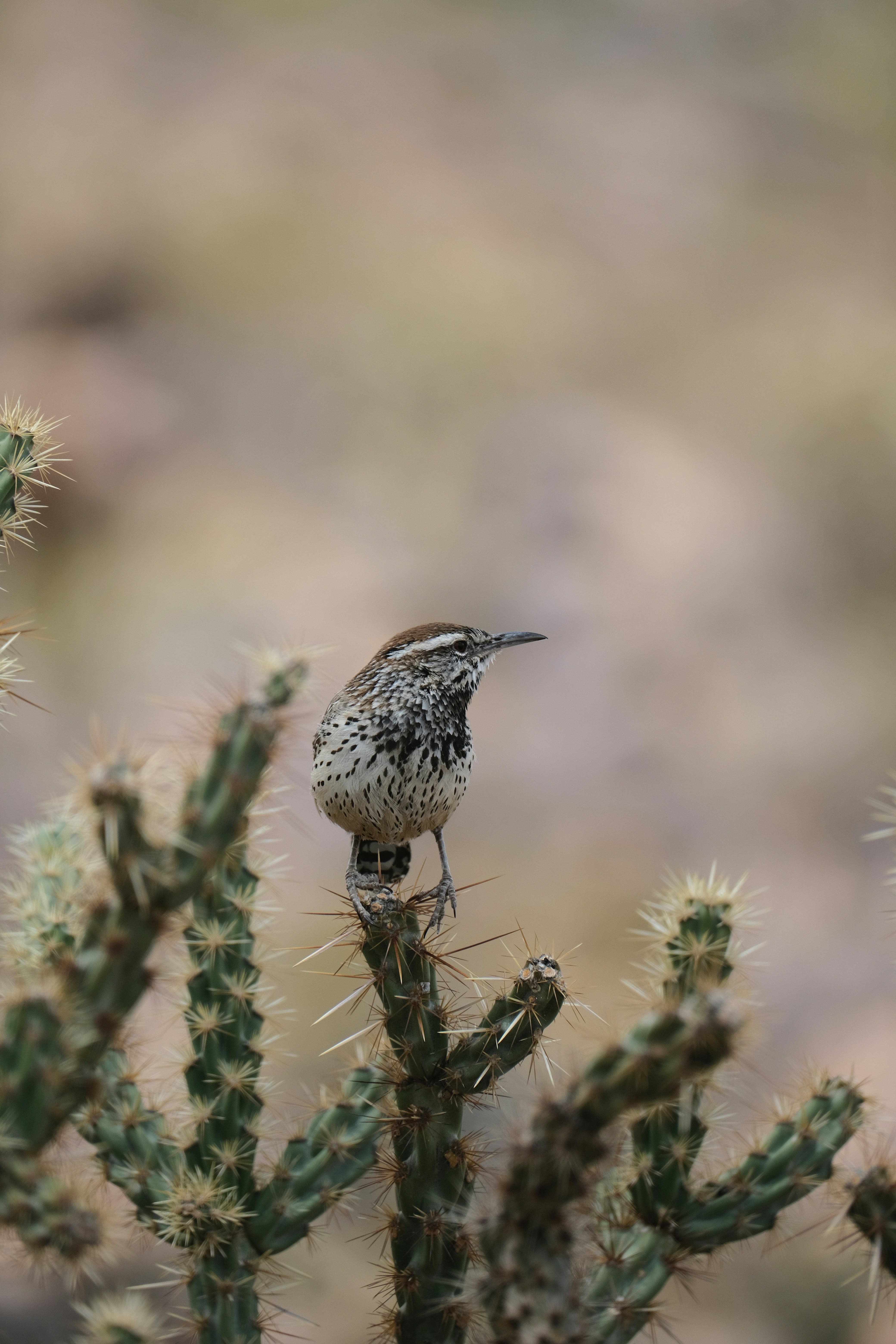 A cactus wren perches on a prickly cactus.