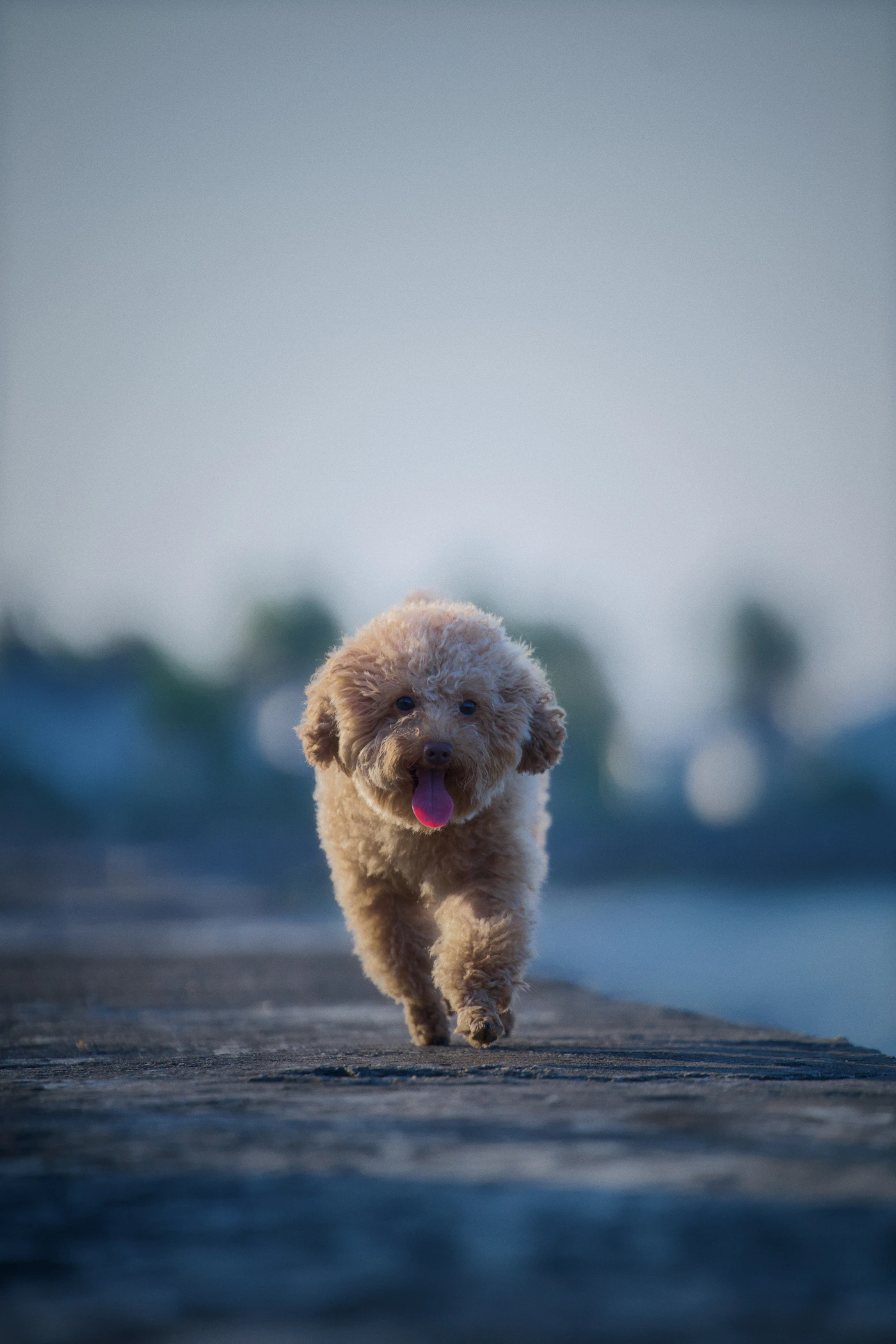 Cachorro correndo