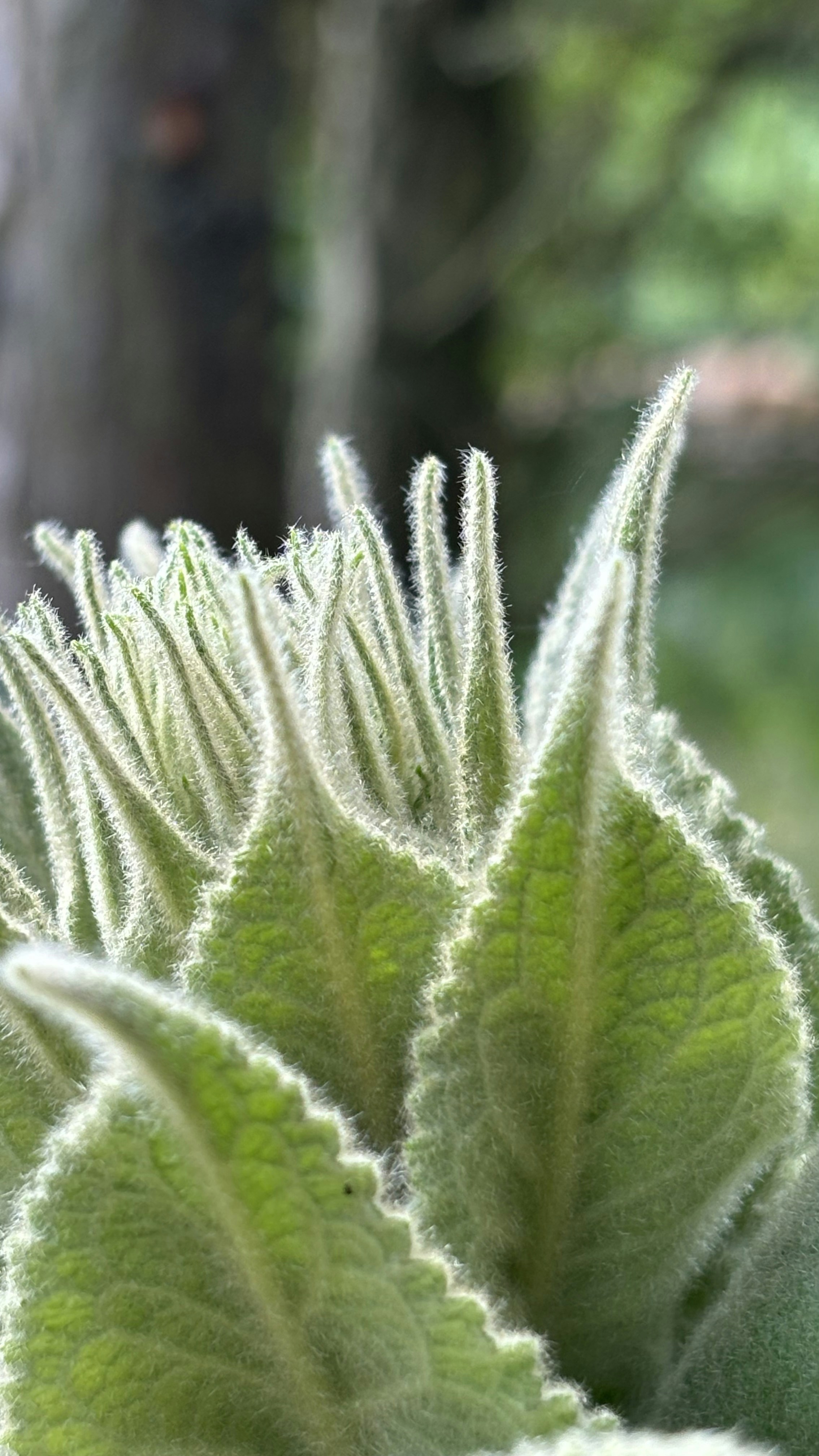 Close-up view of lush green leaves.