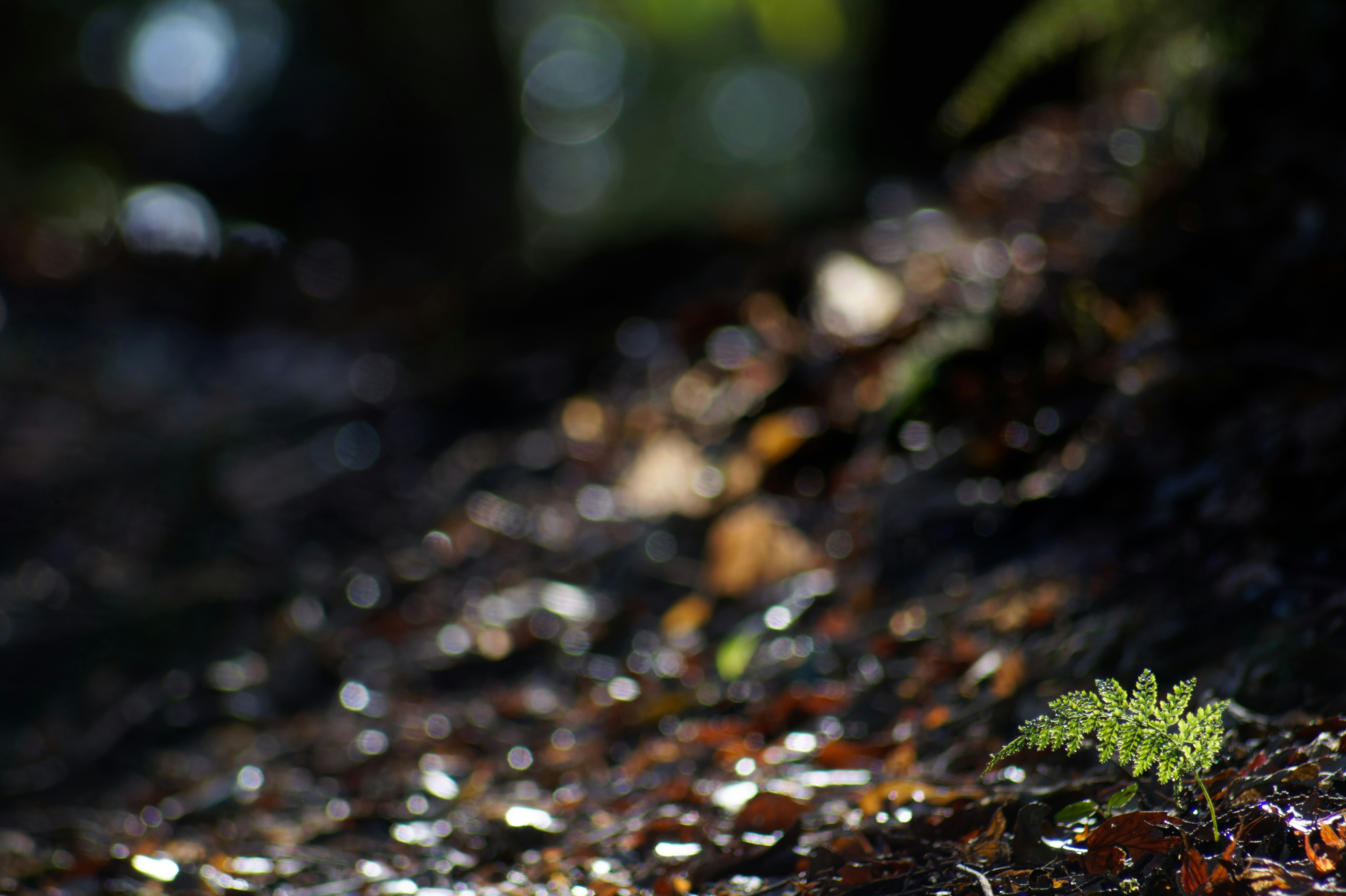 Photo by da_shika_photo