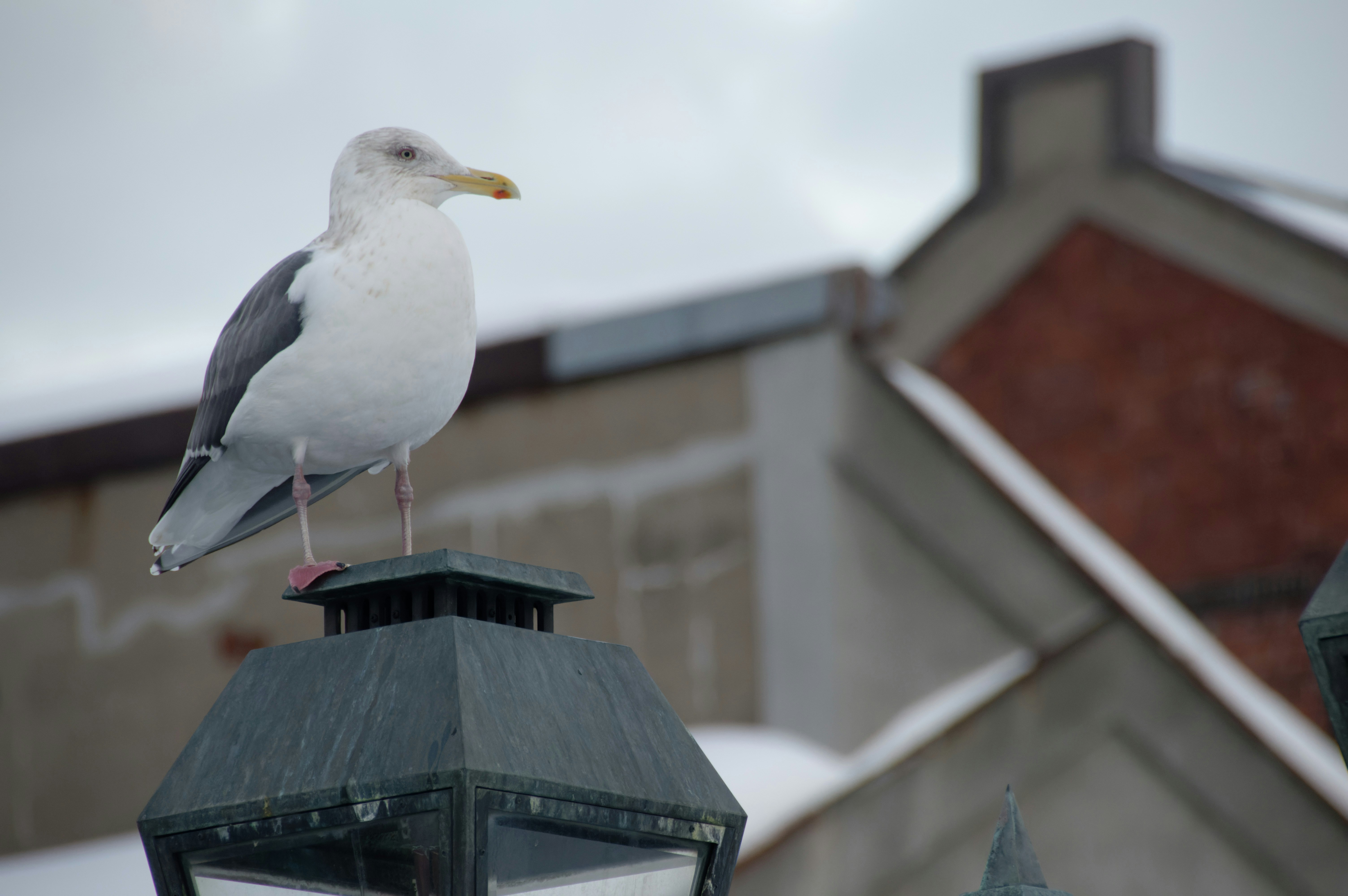 A seagull rests on a lamp post.