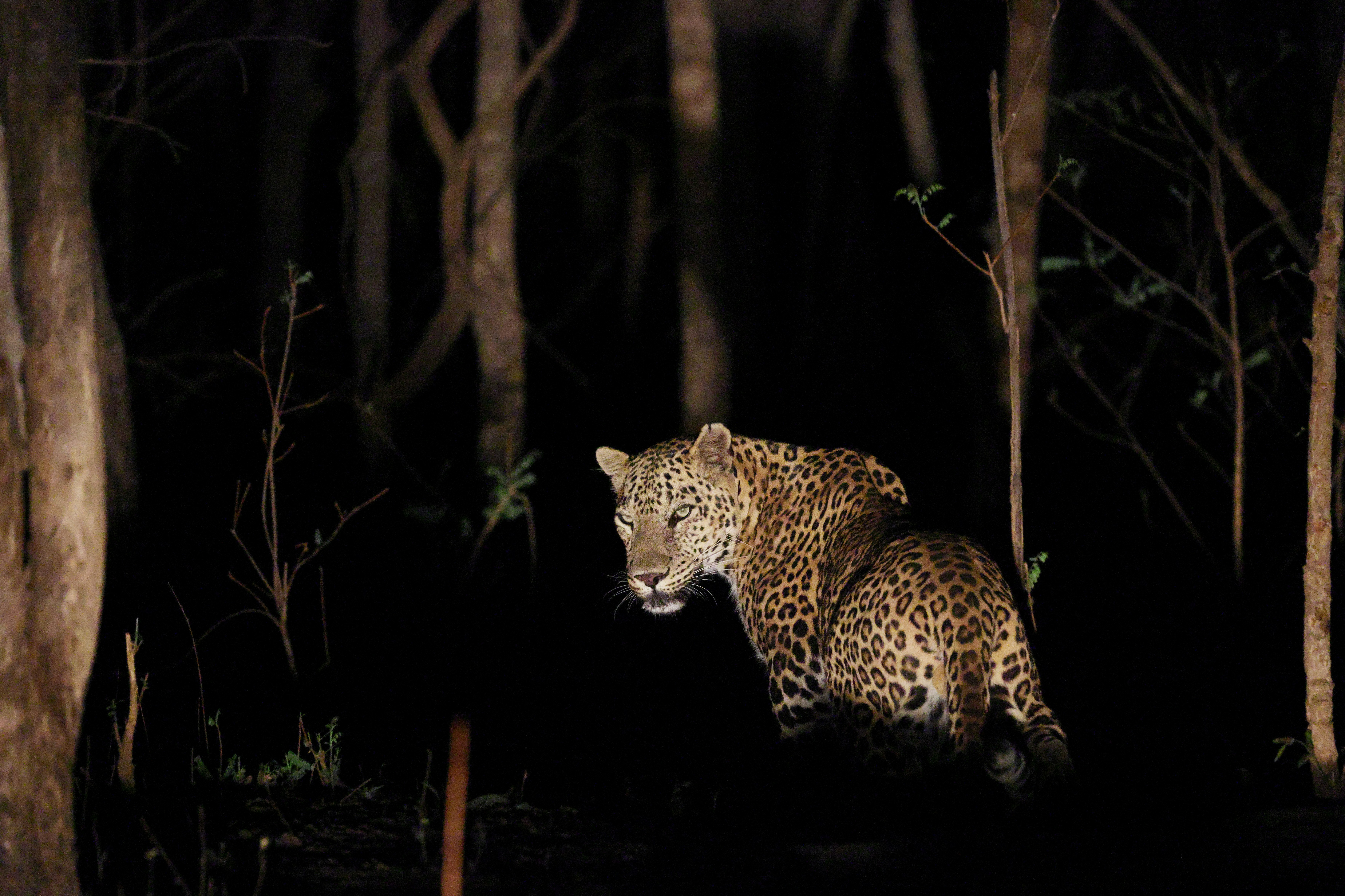 Night Safari Singapore tram experience through nocturnal animal habitats