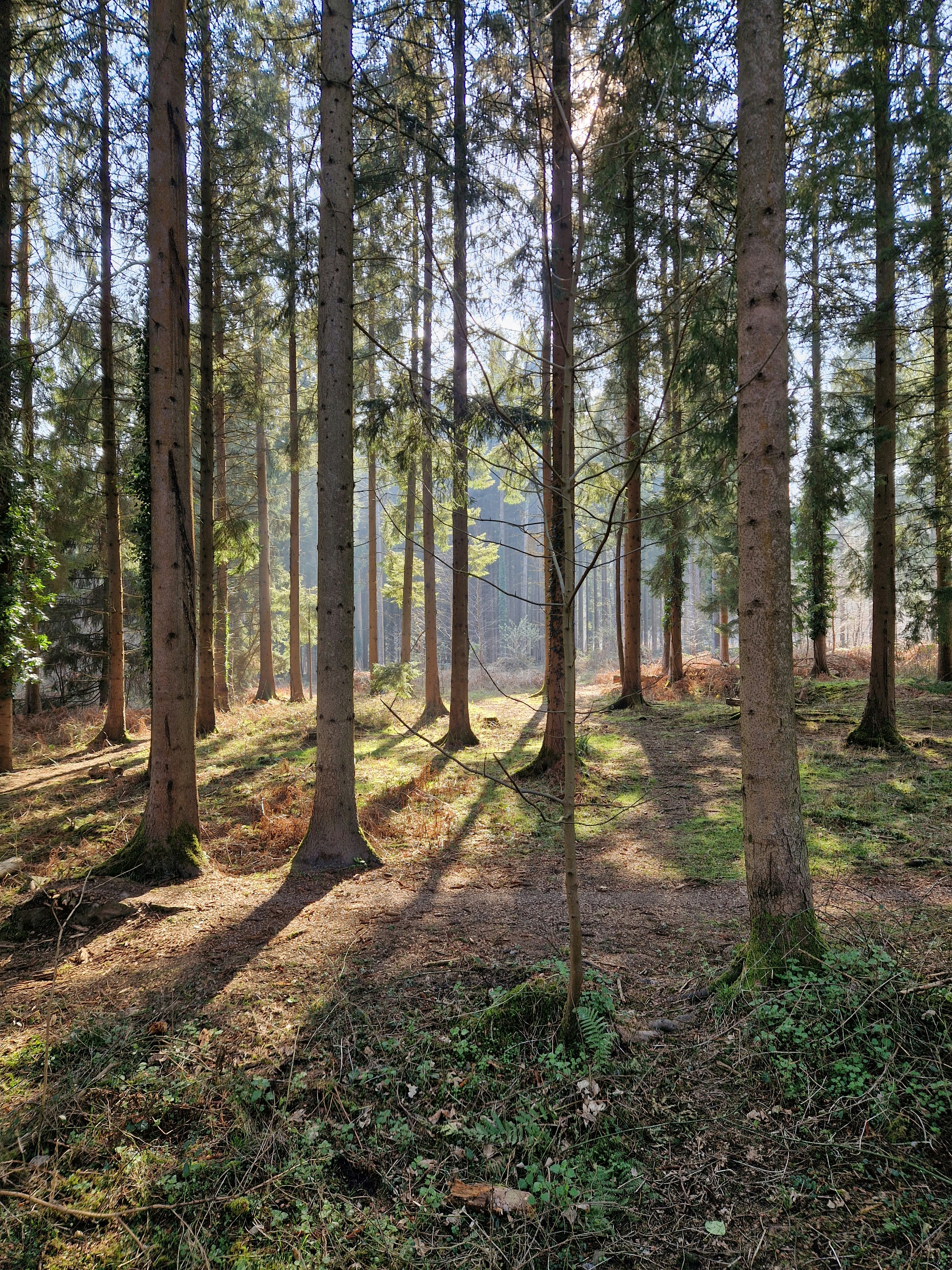 森の中の高い木々の間から差し込む日差し。