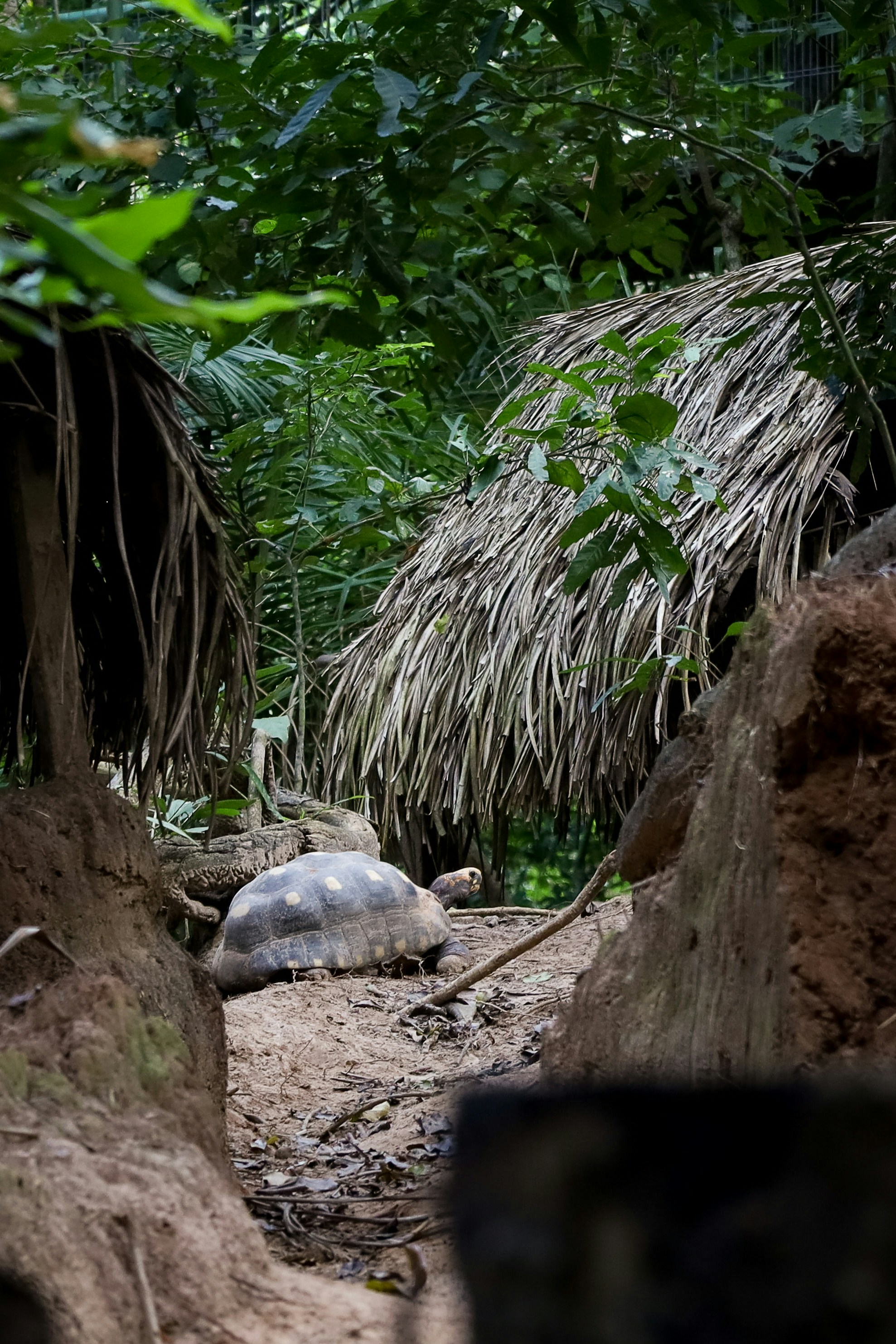 A giant tortoise walks under a leafy hut.