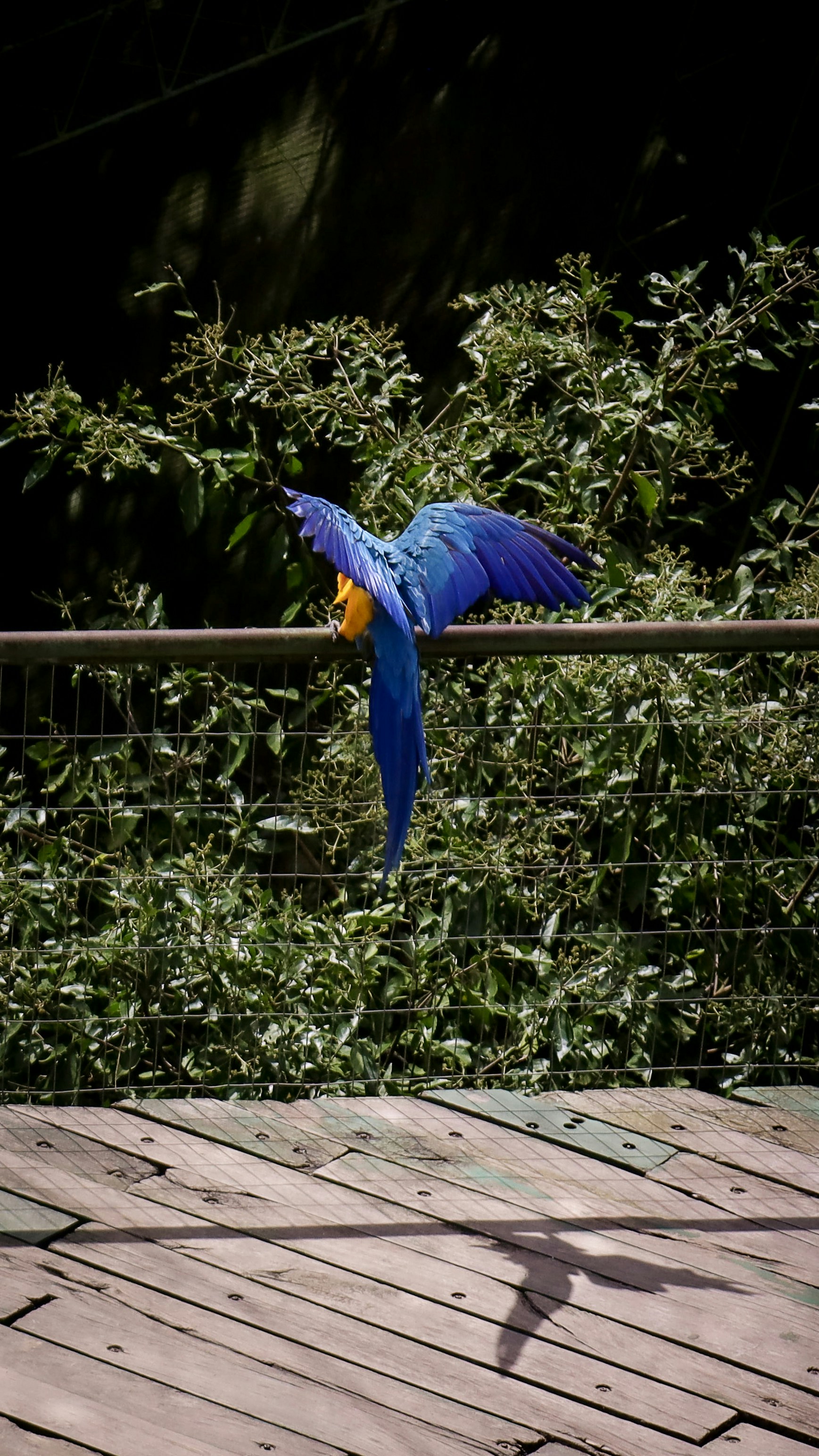 A blue parrot flies above a wooden deck.