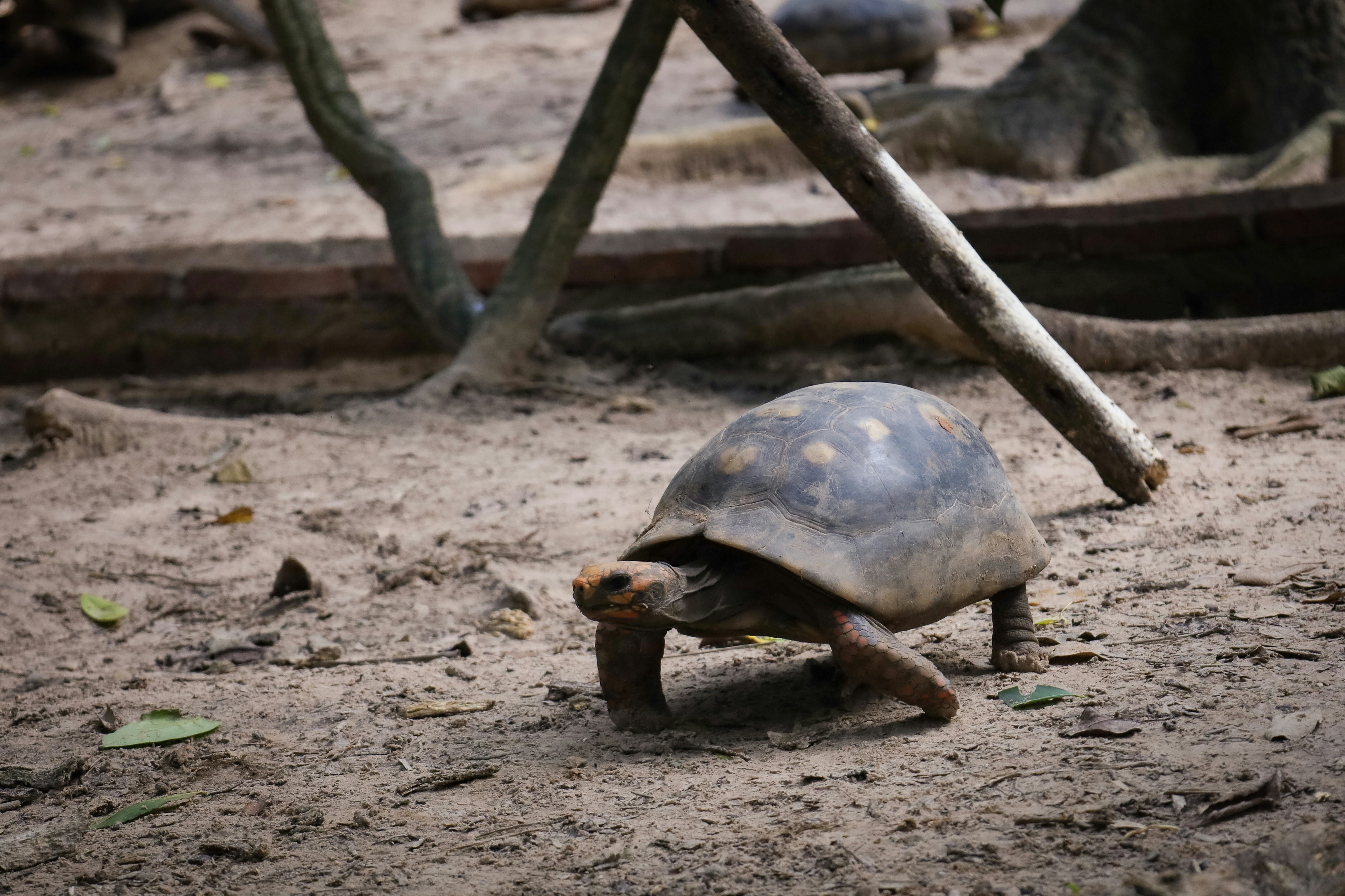 A tortoise walks on a sandy surface.
