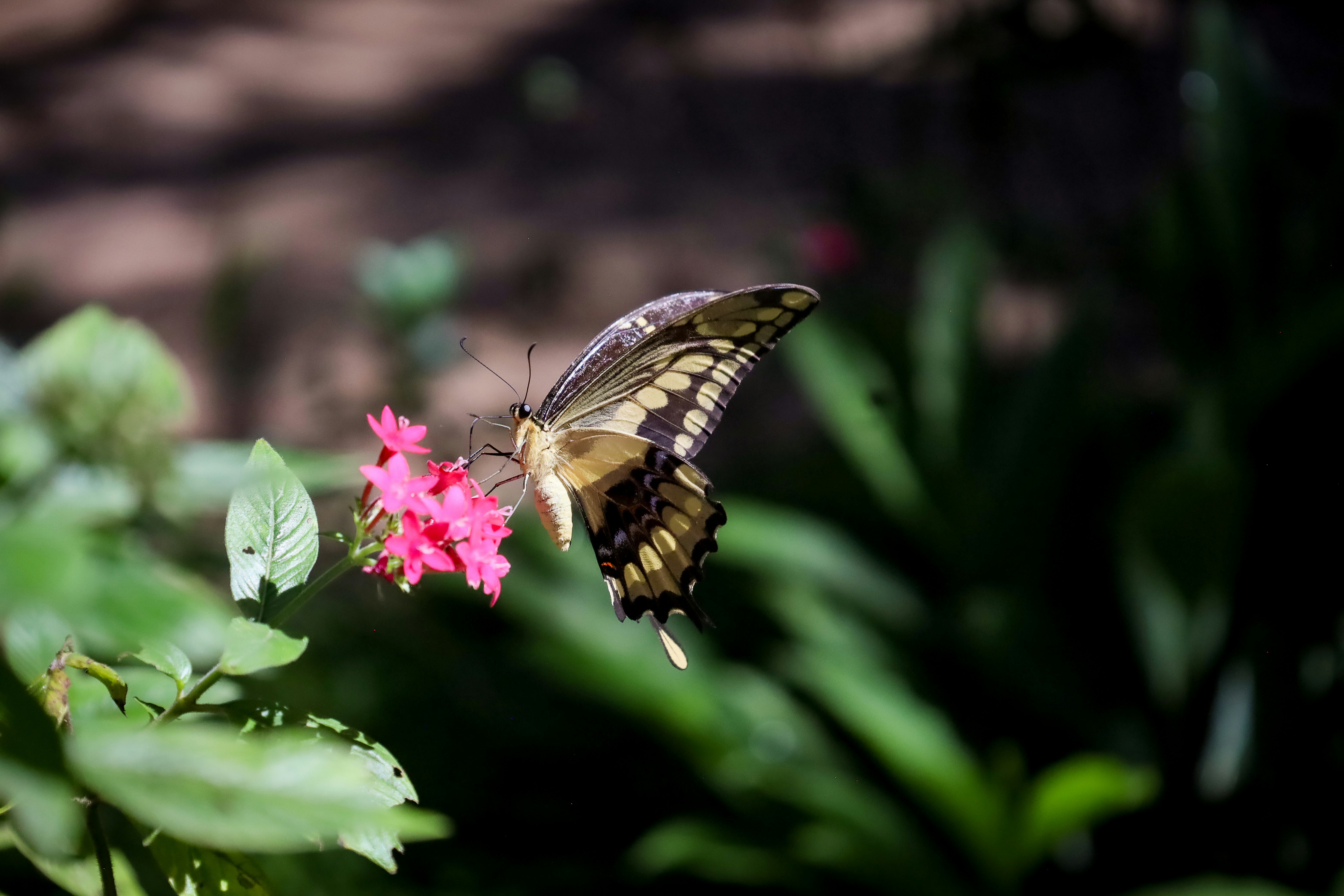 Butterfly rests on a vibrant pink flower.