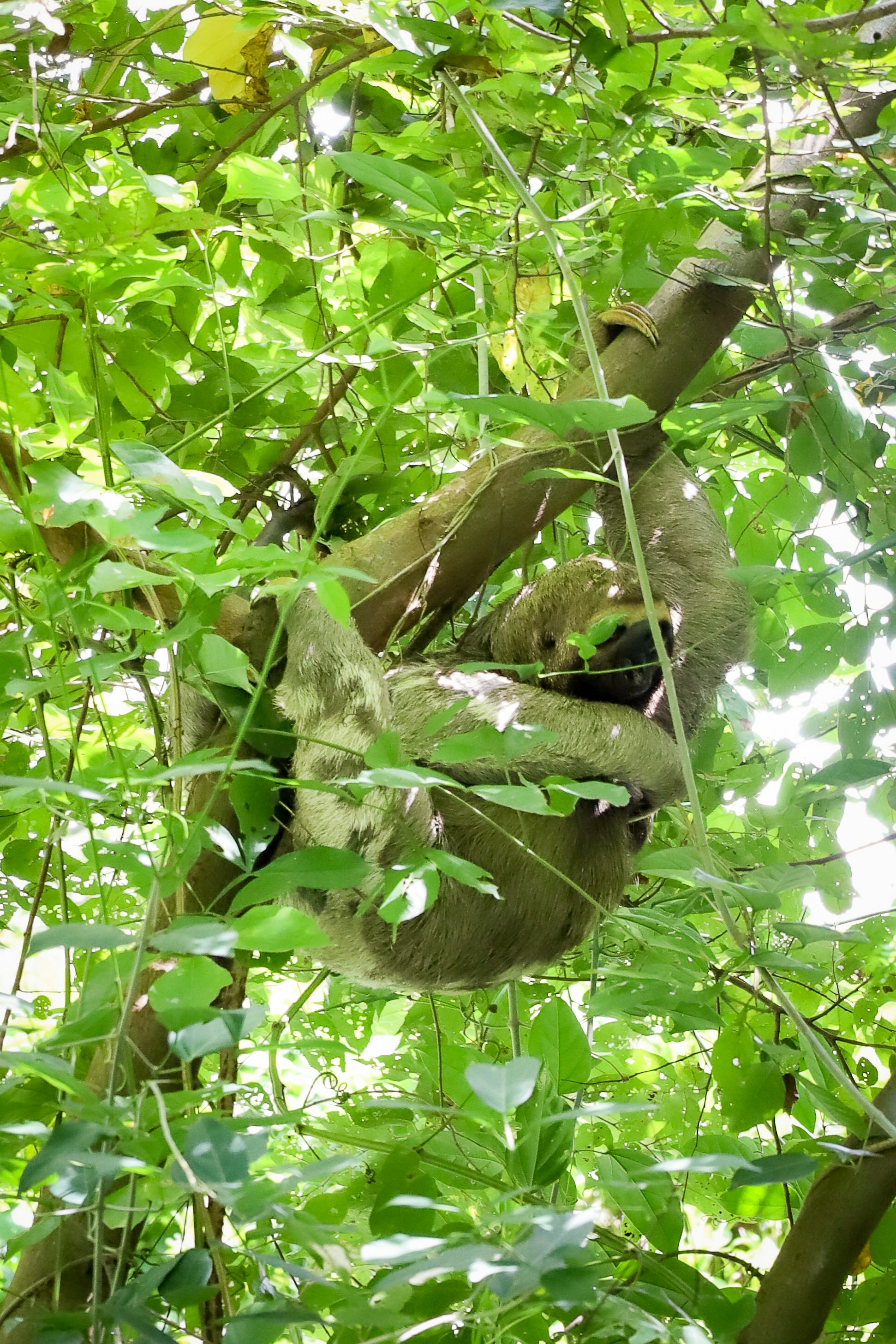 A sloth hangs peacefully in a leafy tree.