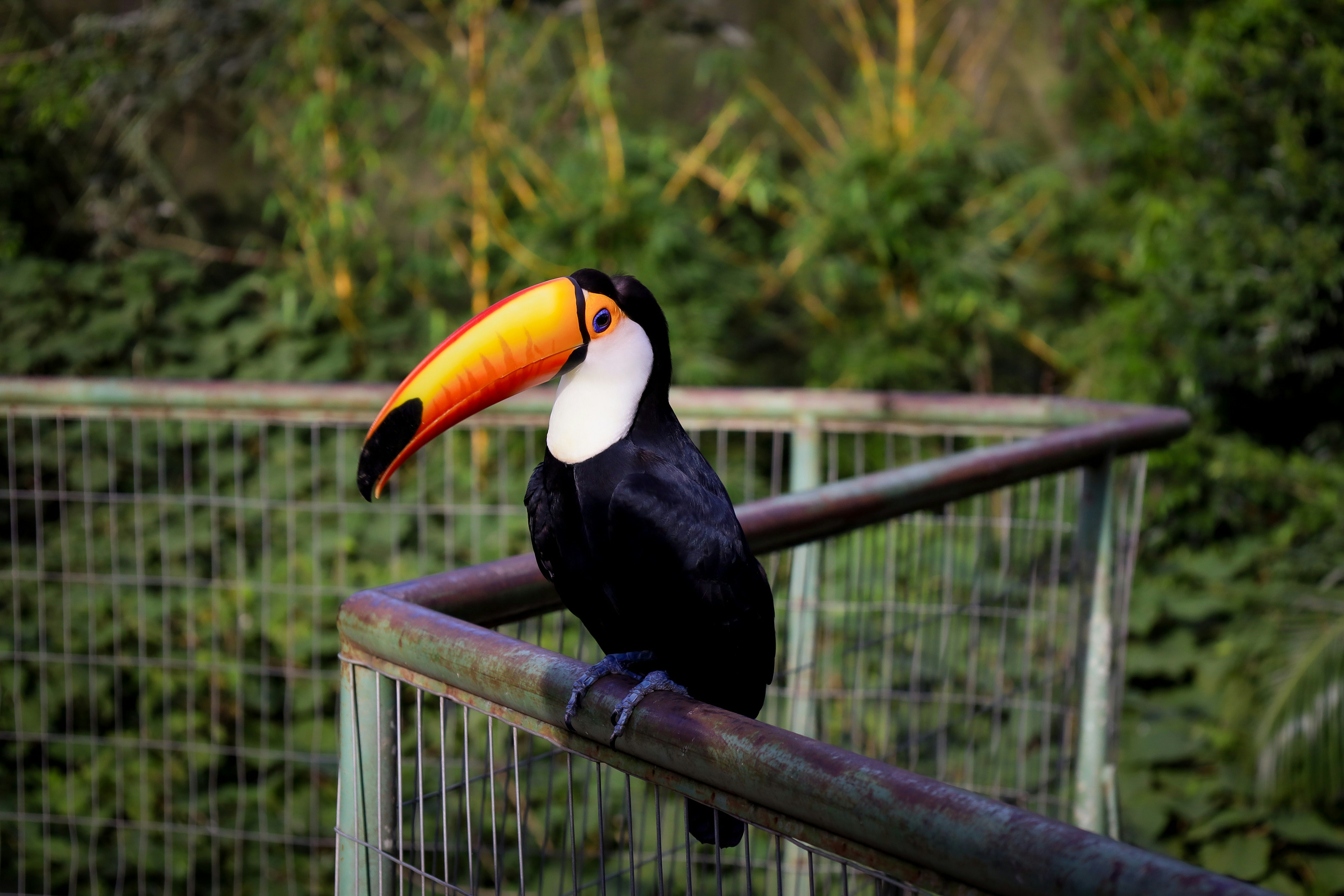 A toucan perches on a rail, looking stately.