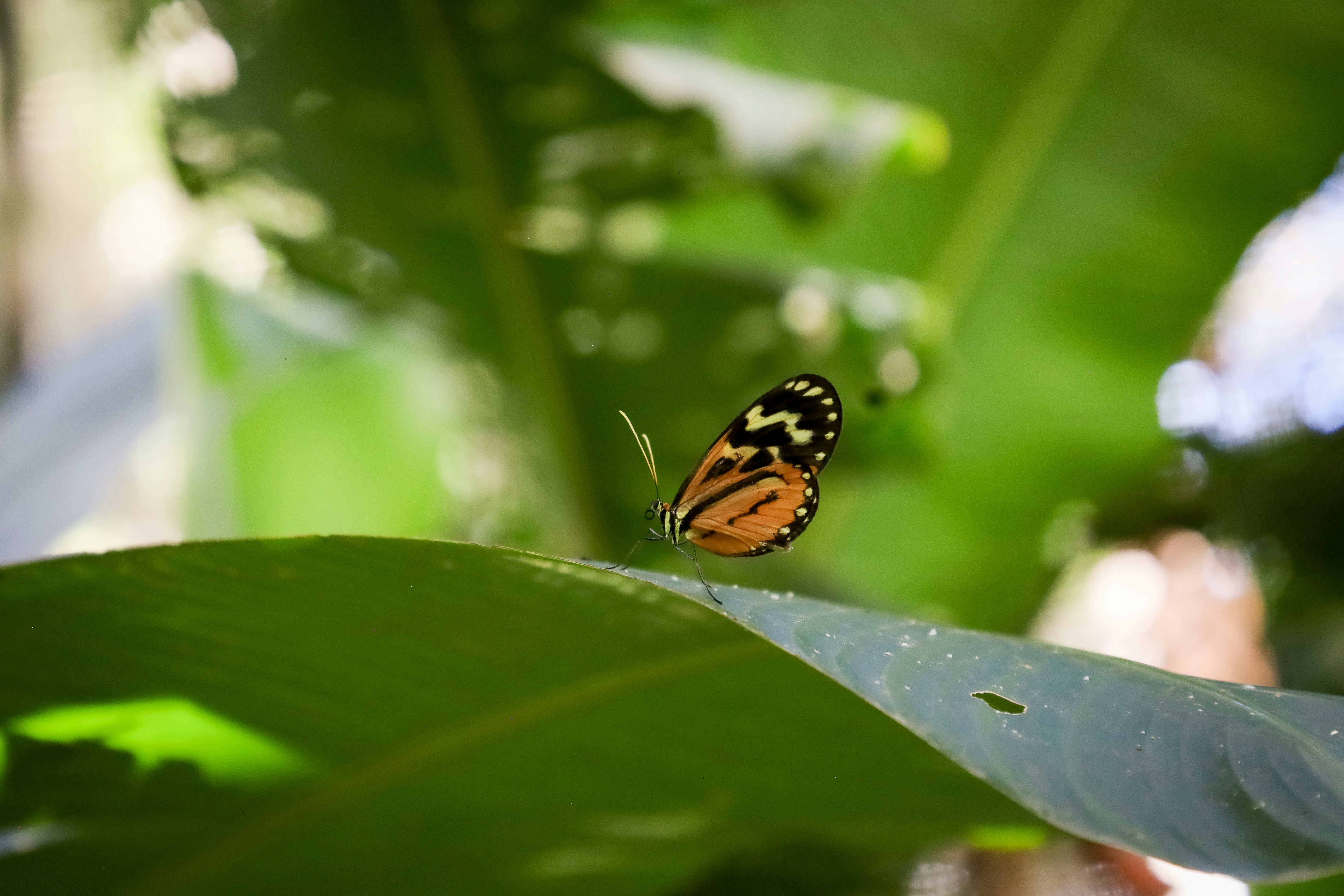 A butterfly sits on a green leaf.
