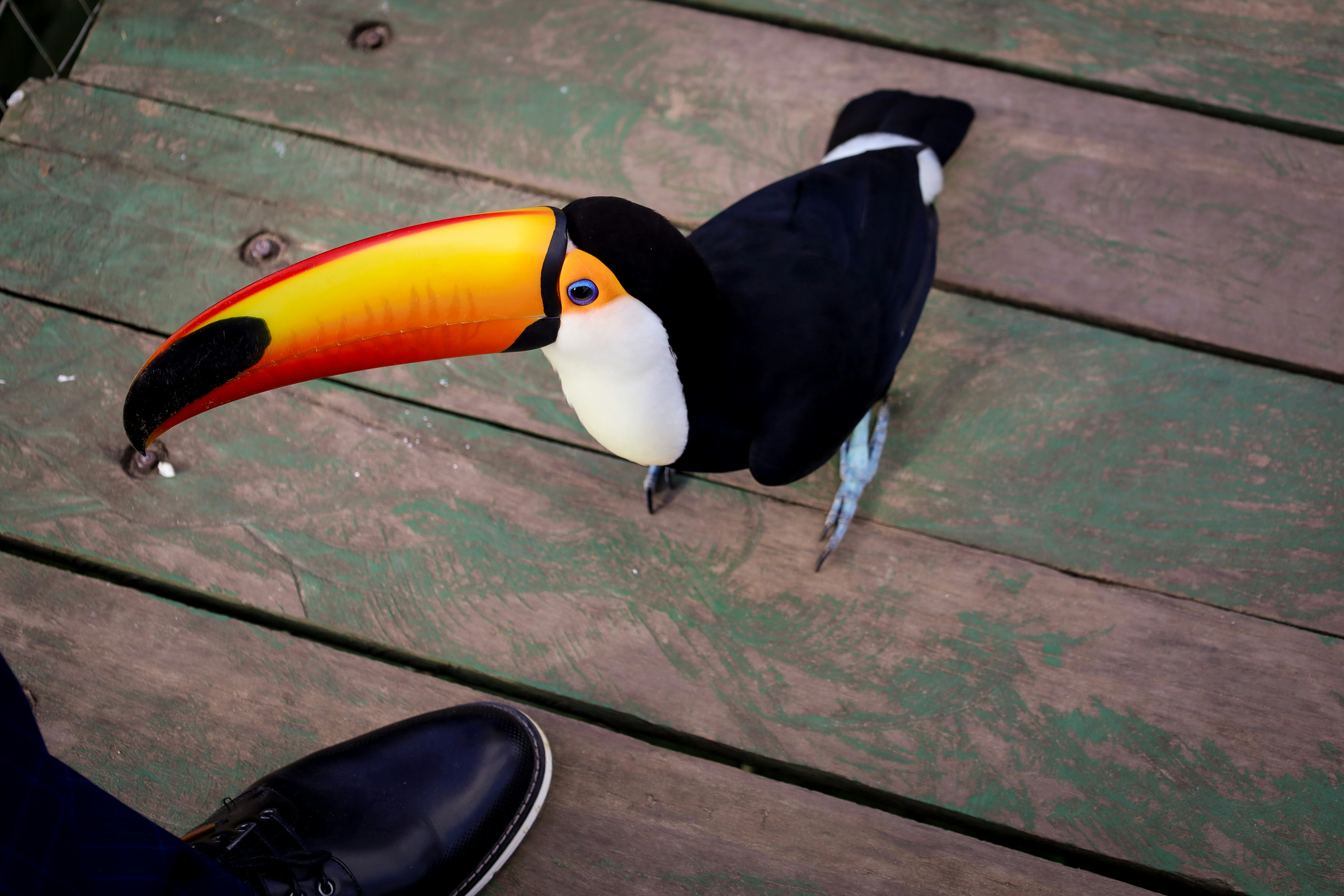 A toucan stands on a wooden surface.