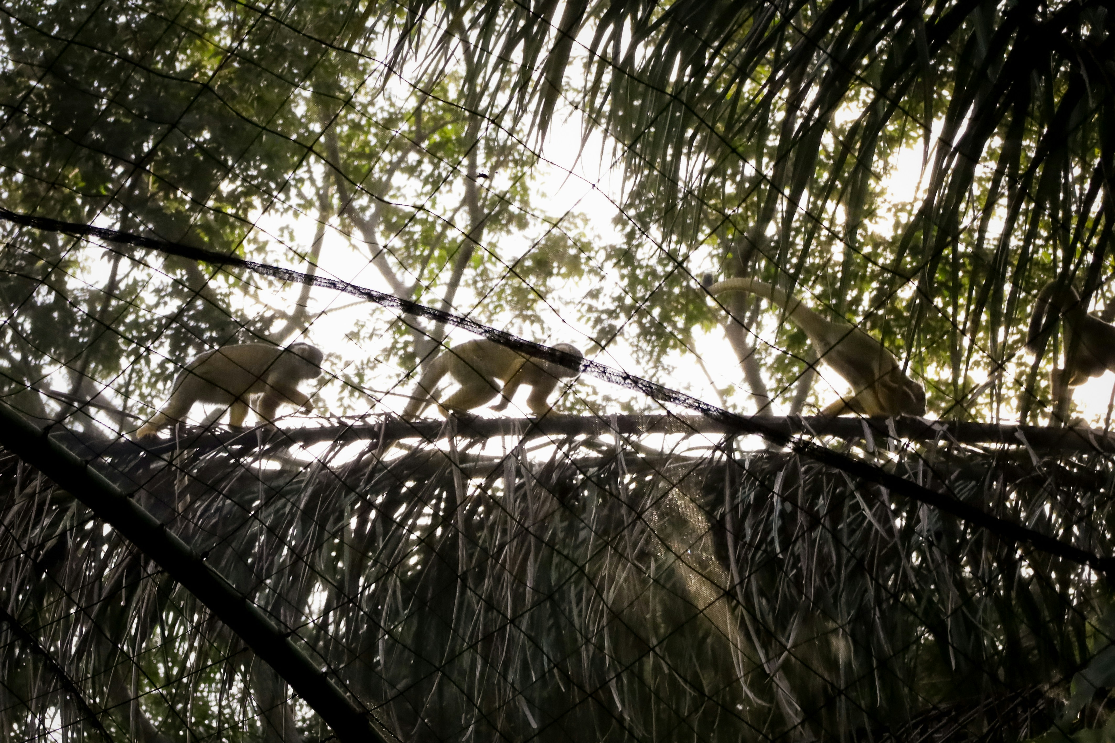 Monkeys are walking on a tree branch.