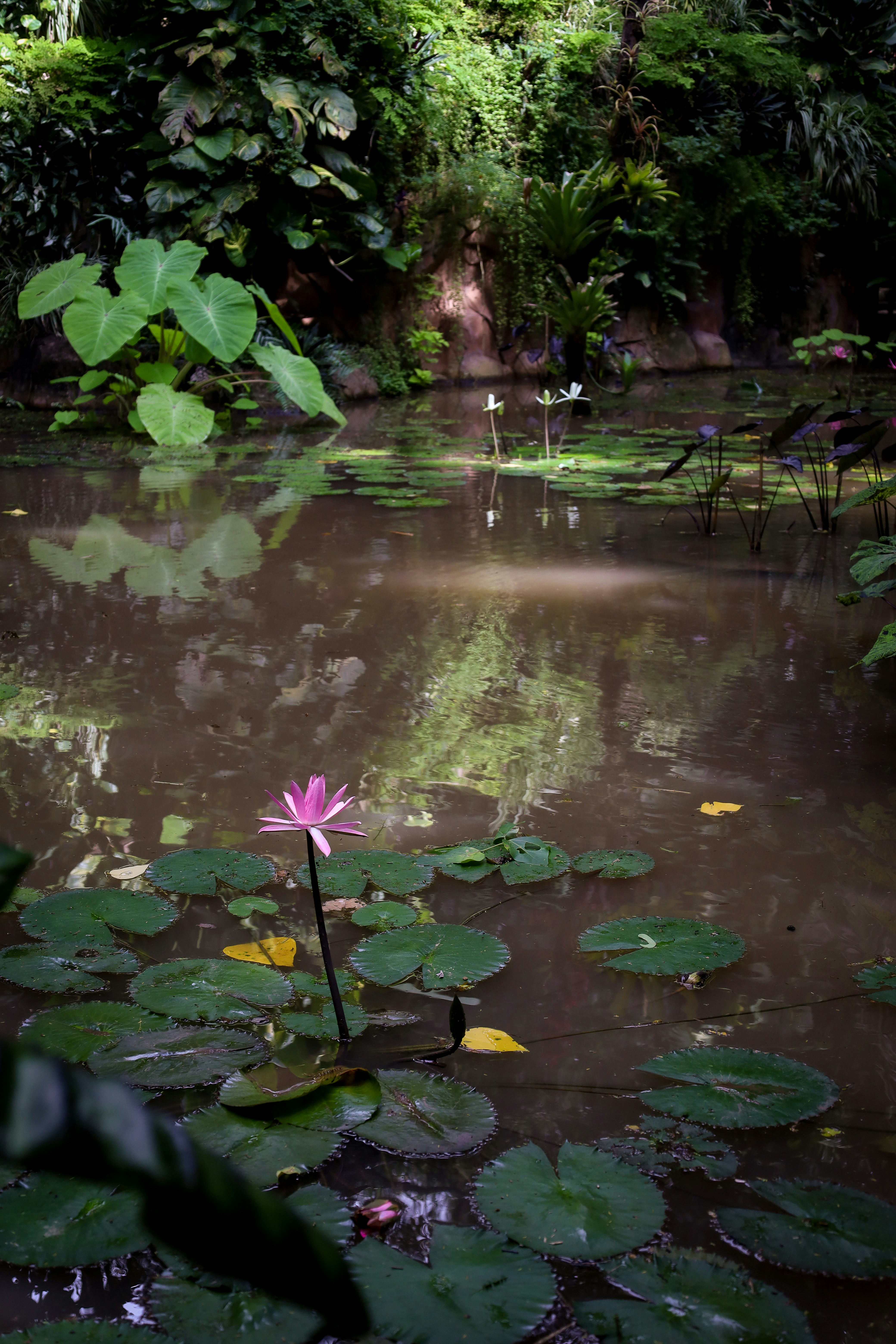 Lily pads and flowers bloom in a tranquil pond.