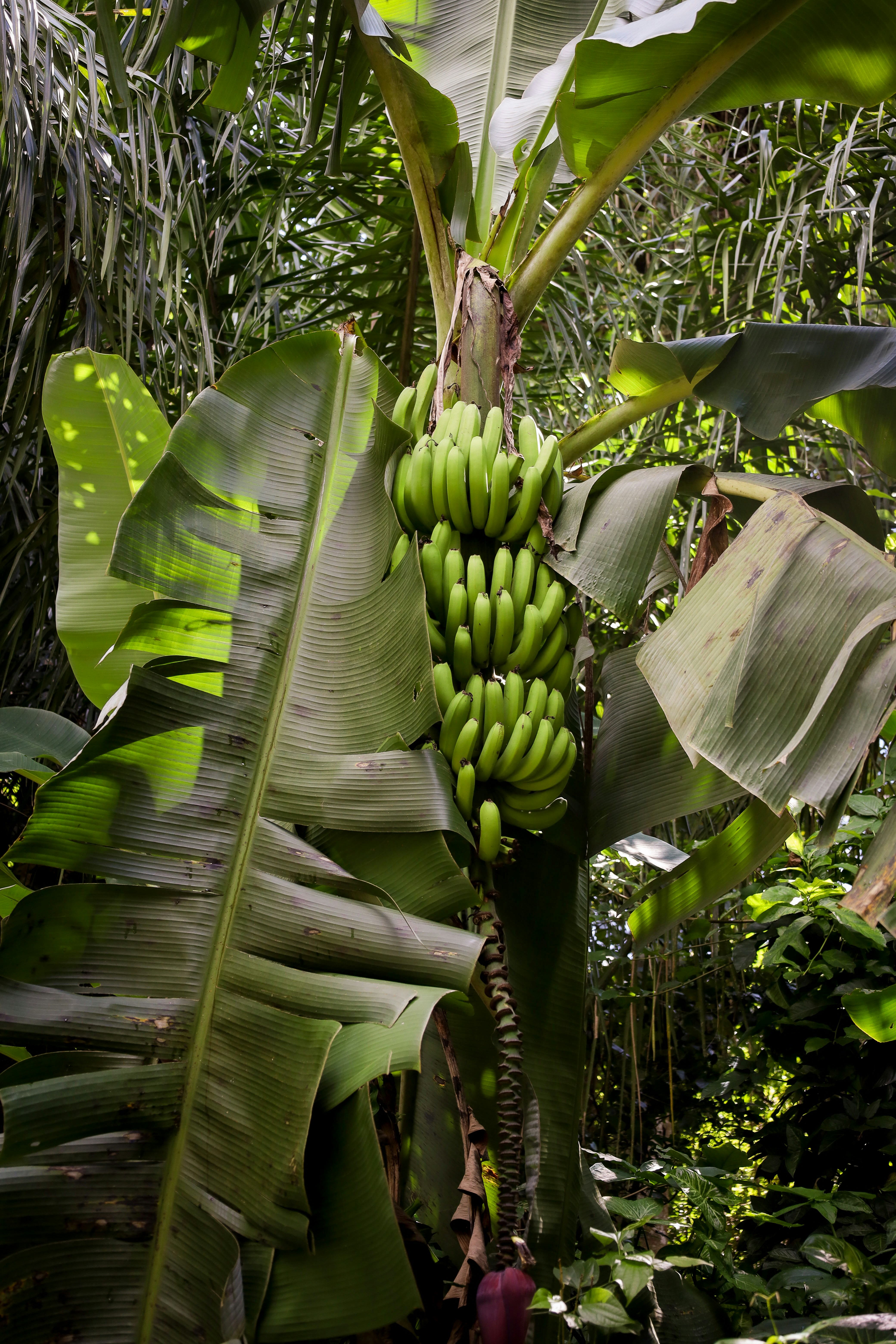 A banana tree holds a bunch of unripe bananas.