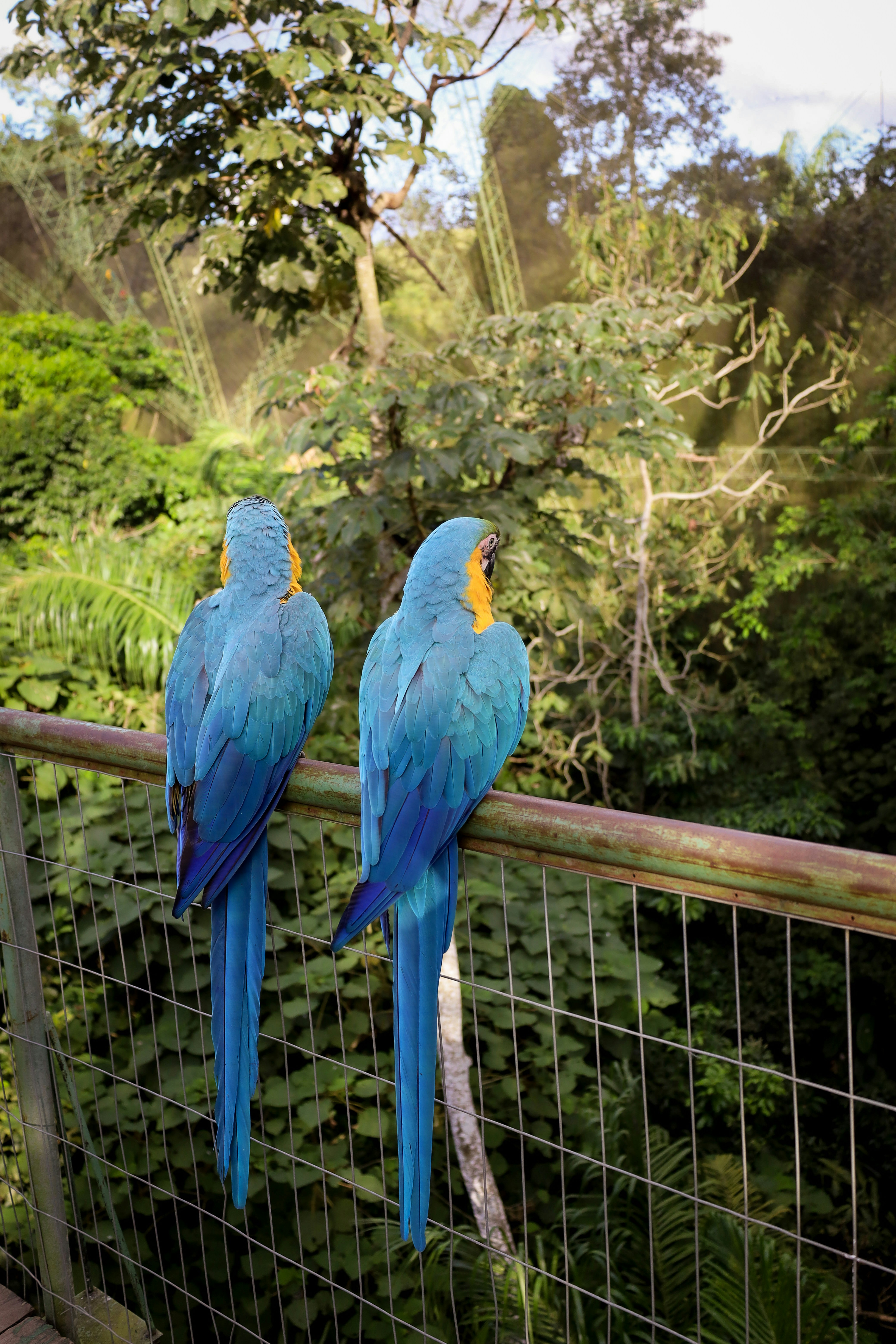 Two blue macaws perch on a railing, looking out.