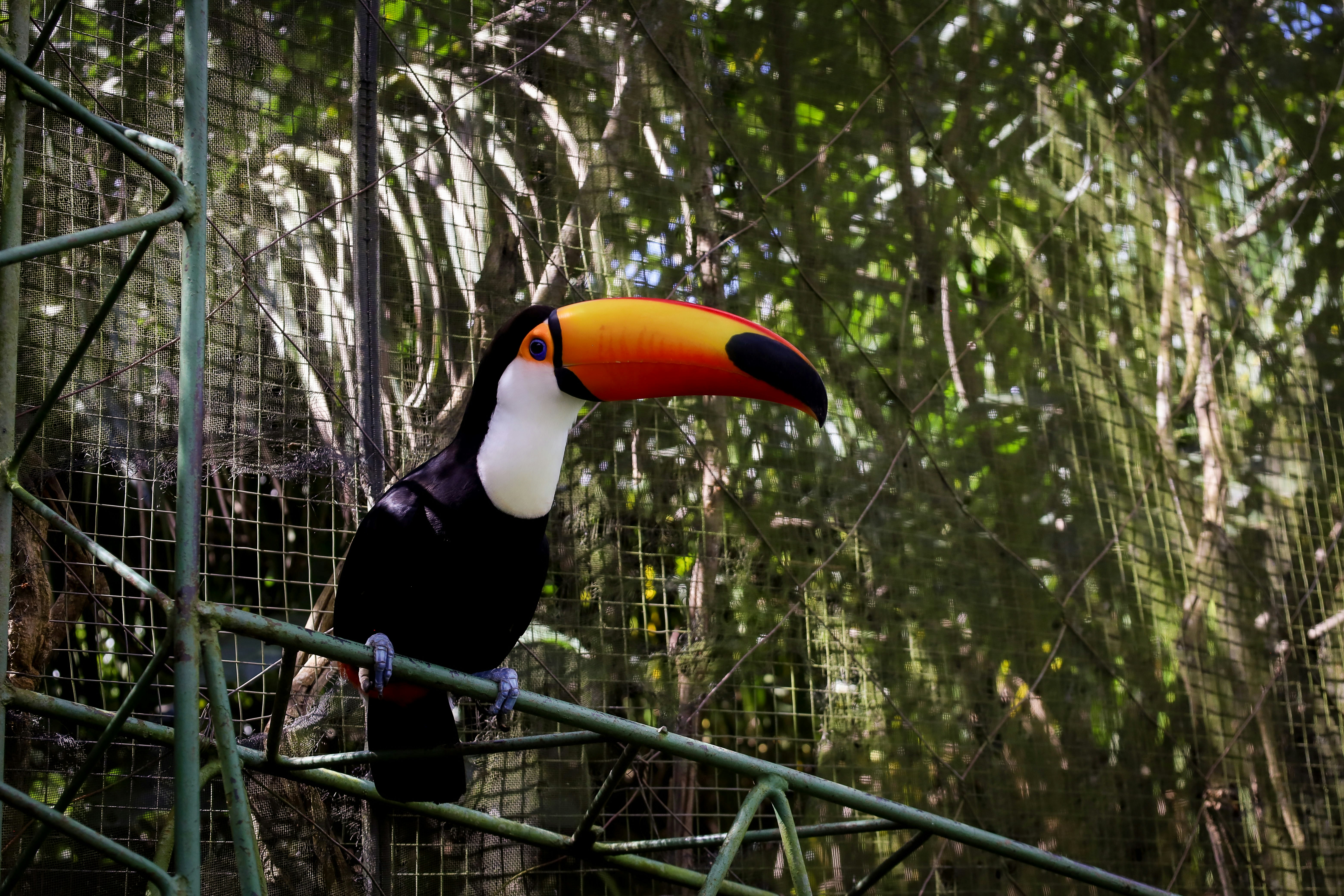 A toucan bird sits on a cage.