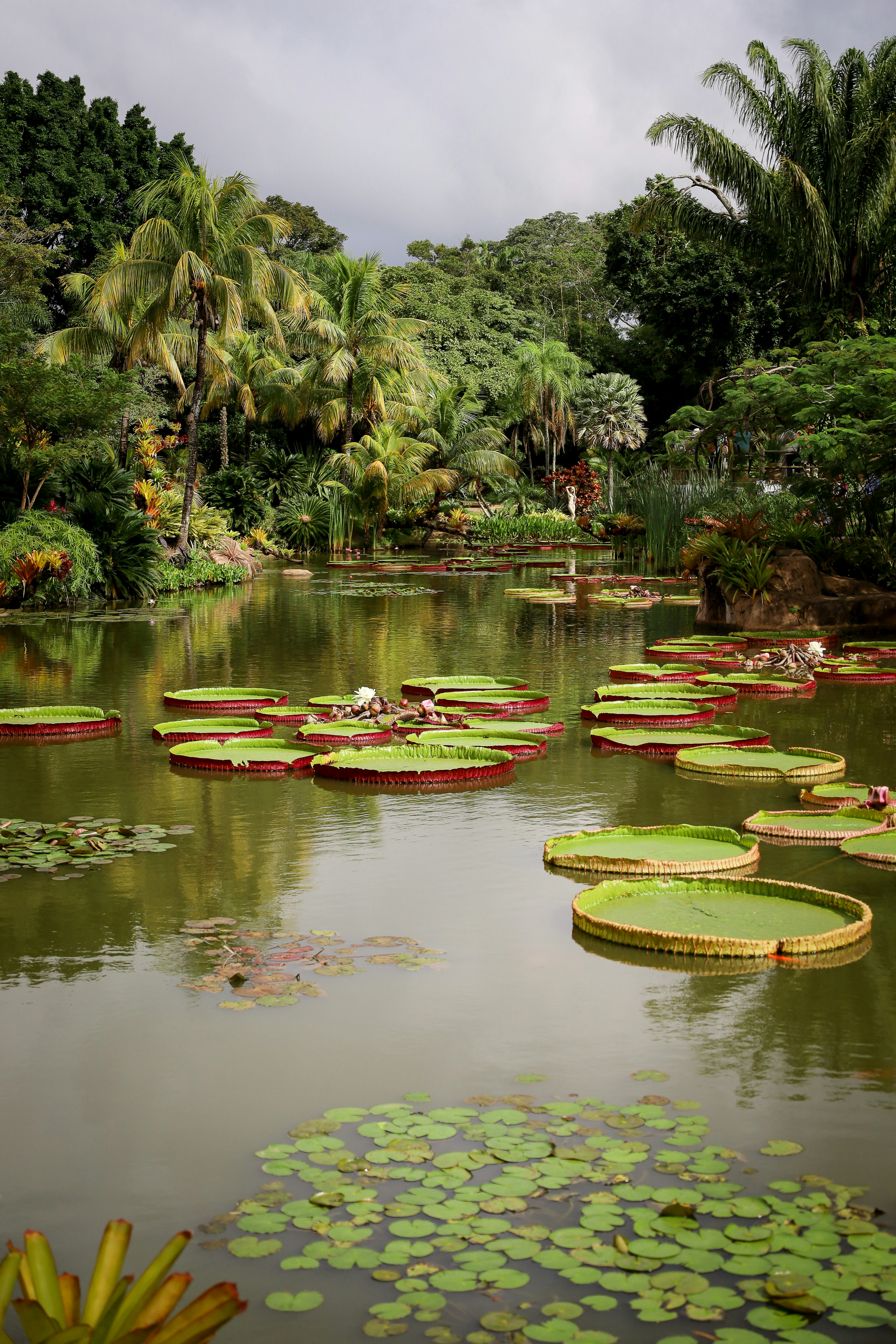 Lily pads float on a calm pond in a garden.