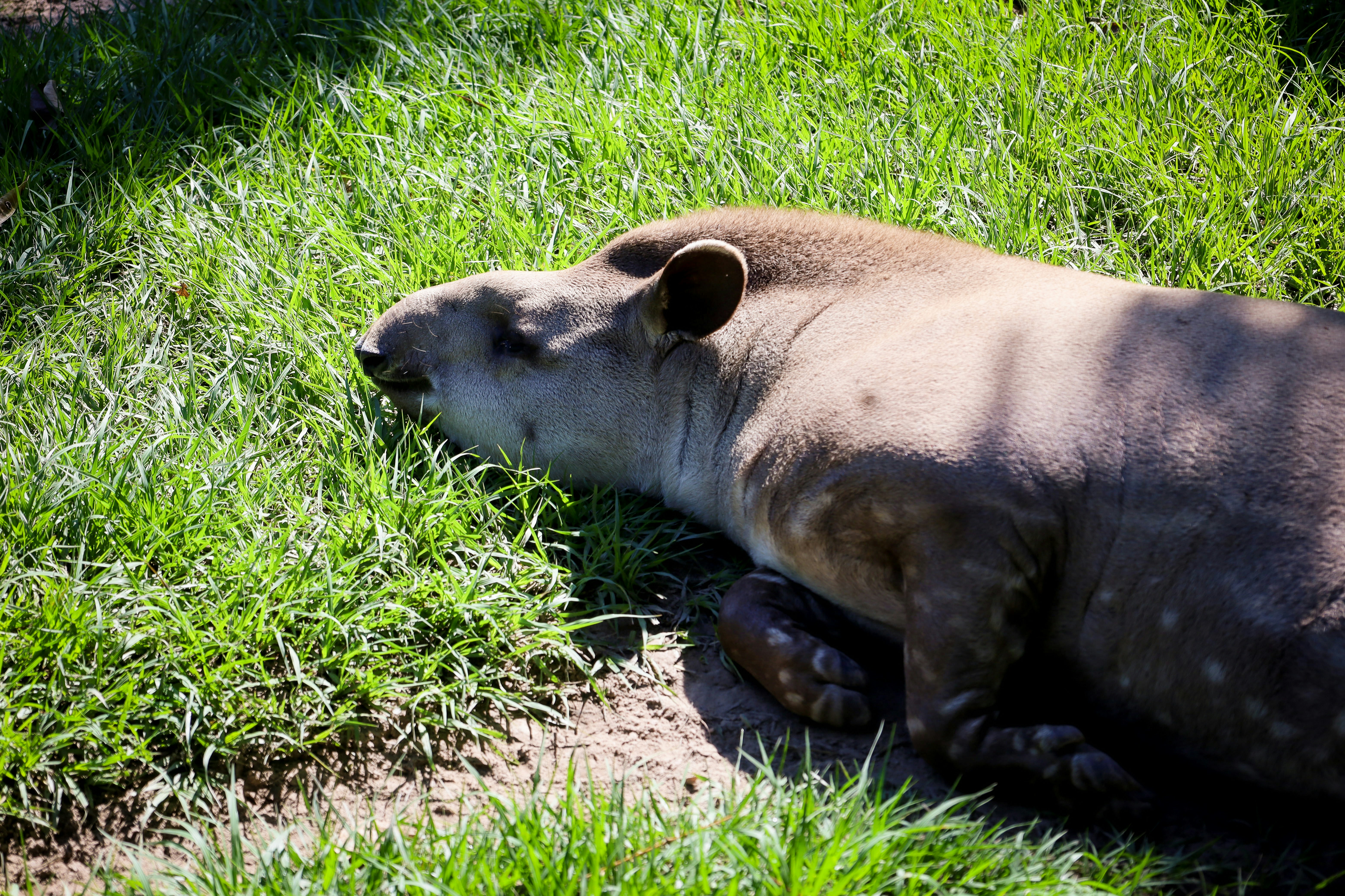 A tapir is relaxing in the green grass.