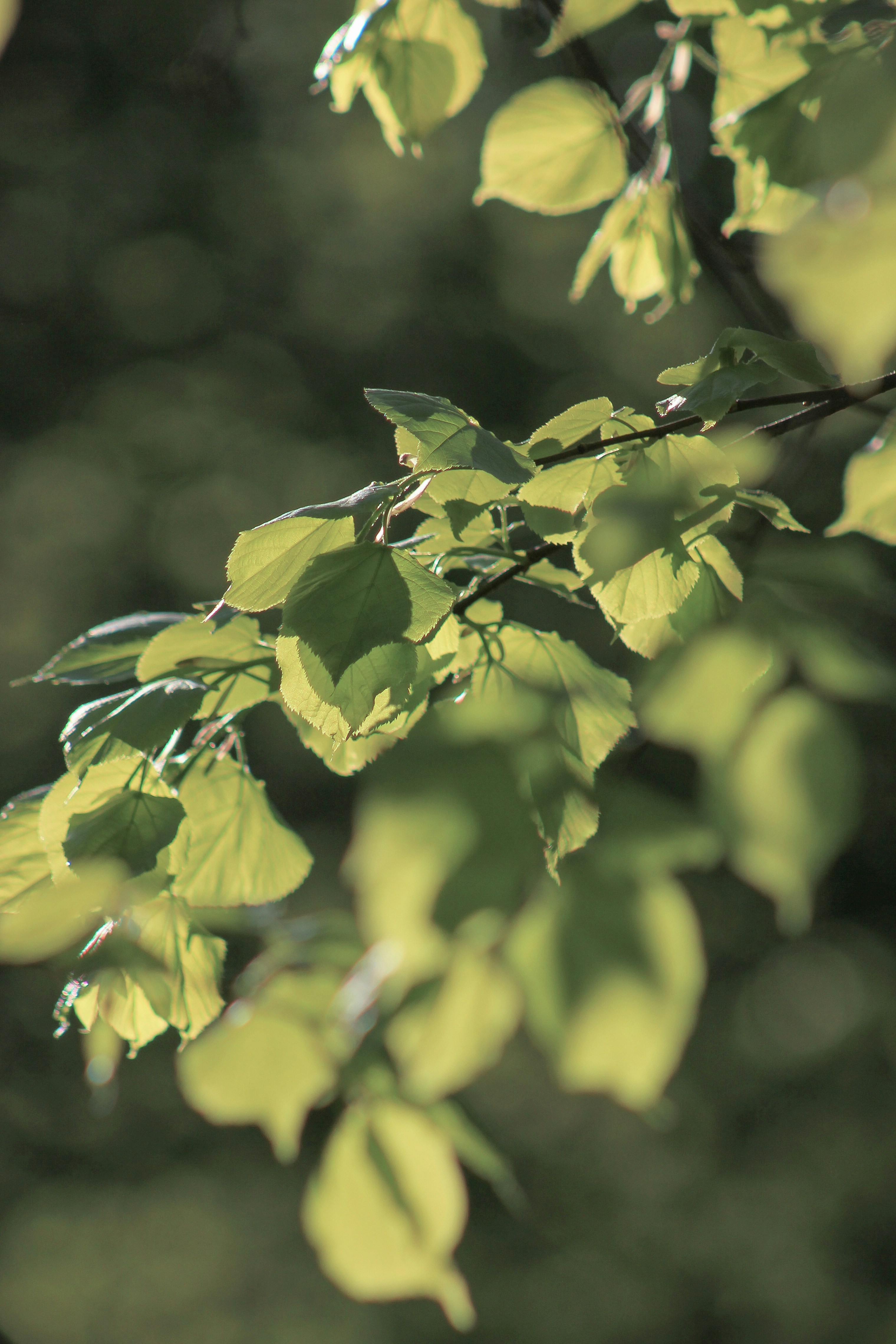 Photo by squirrelinside