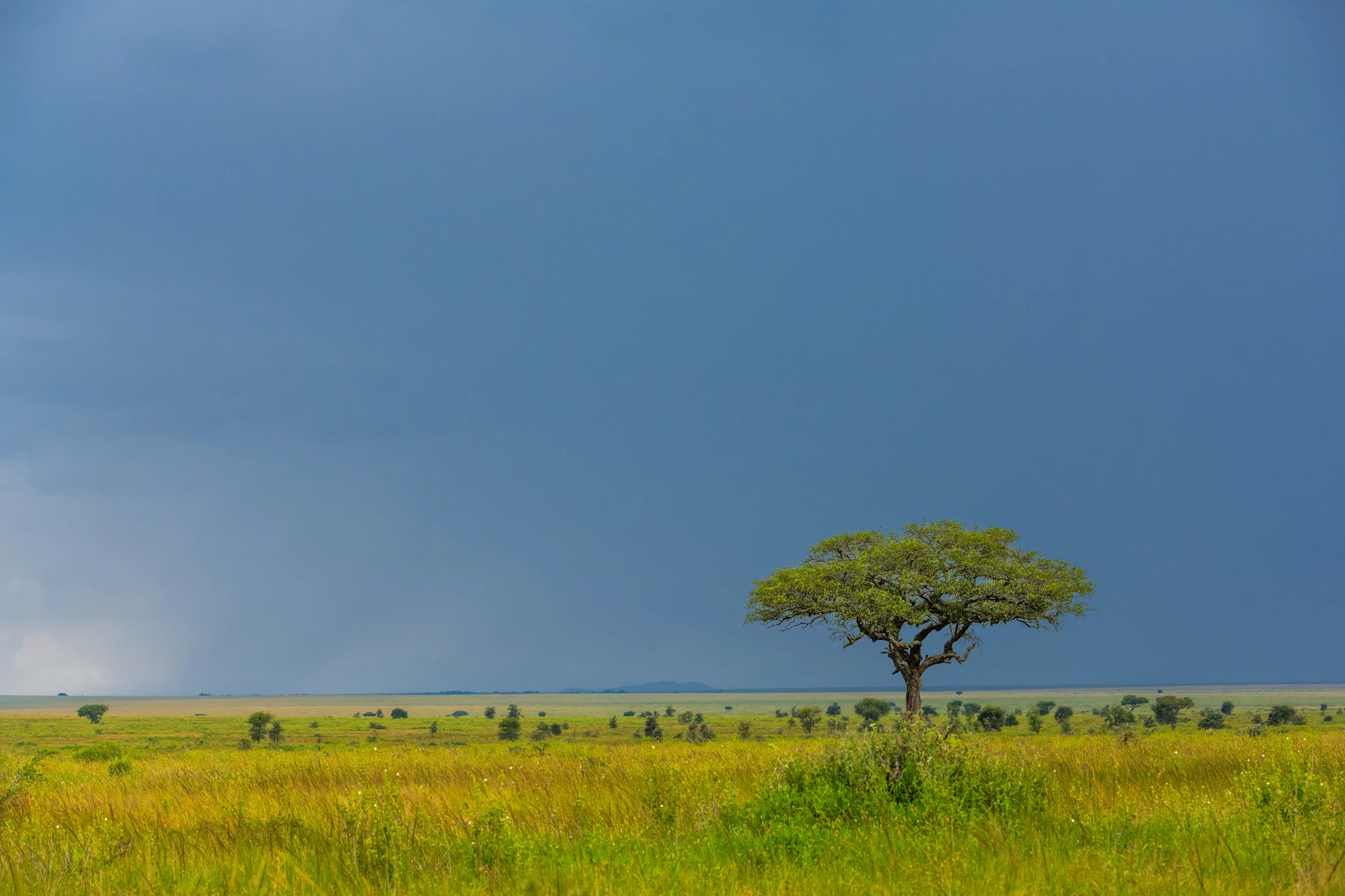 Wide grassland with a single large tree under open sky