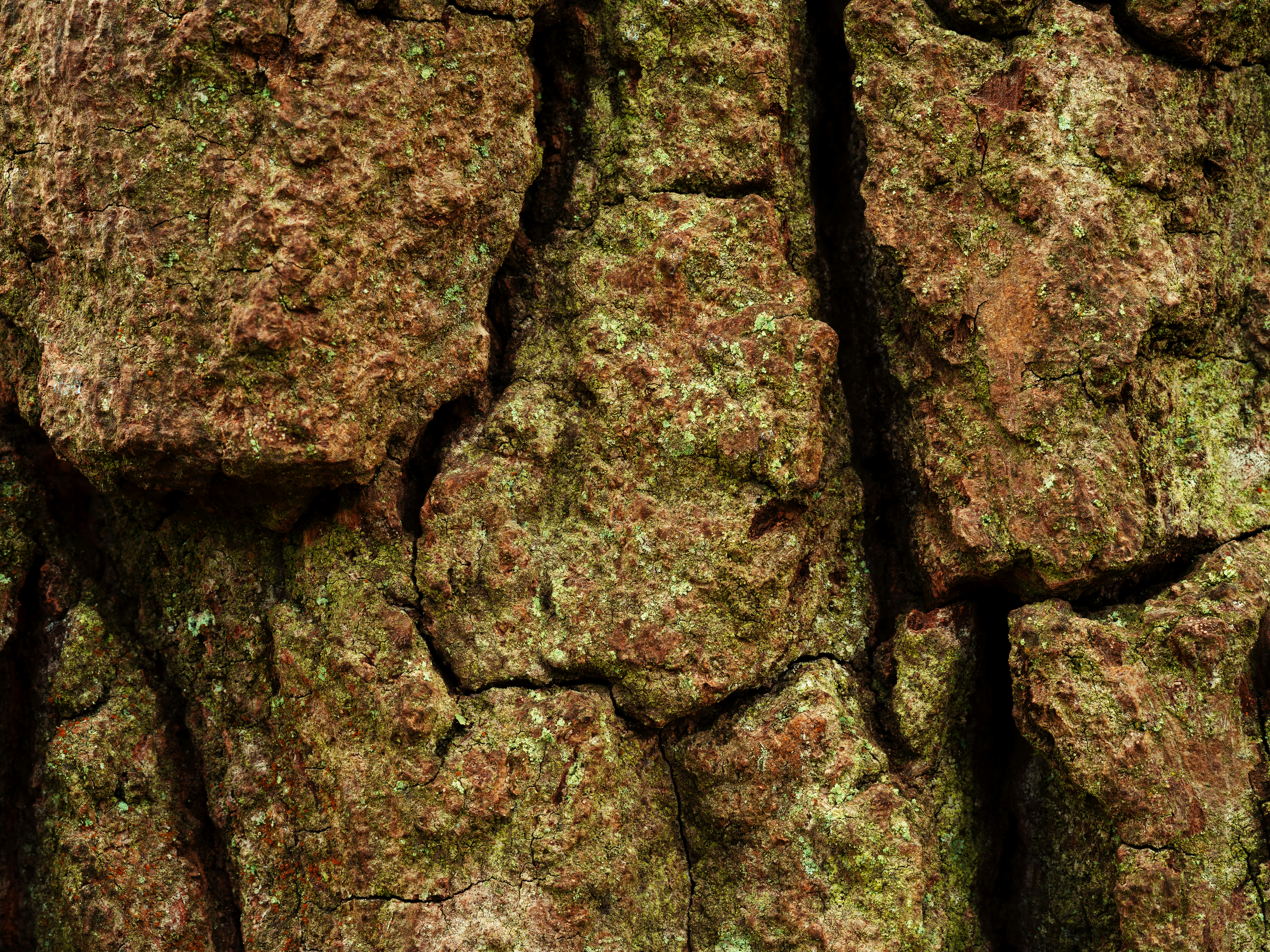Primer plano de la corteza de árbol texturizada.