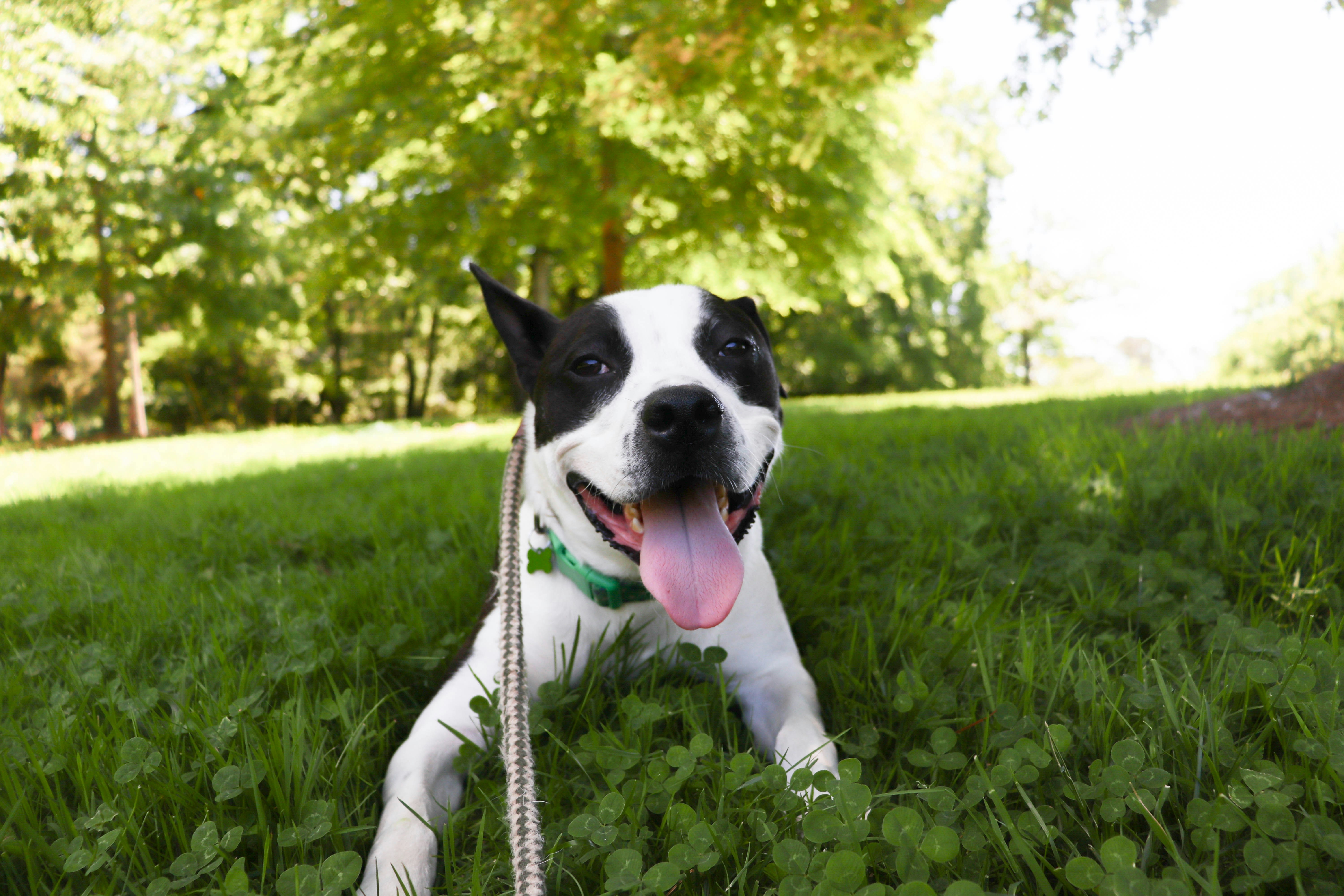 Pet Import Singapore: How to Bring a Dog into Singapore (AVS Steps + 1 Apr 2026 Clearance Changes)