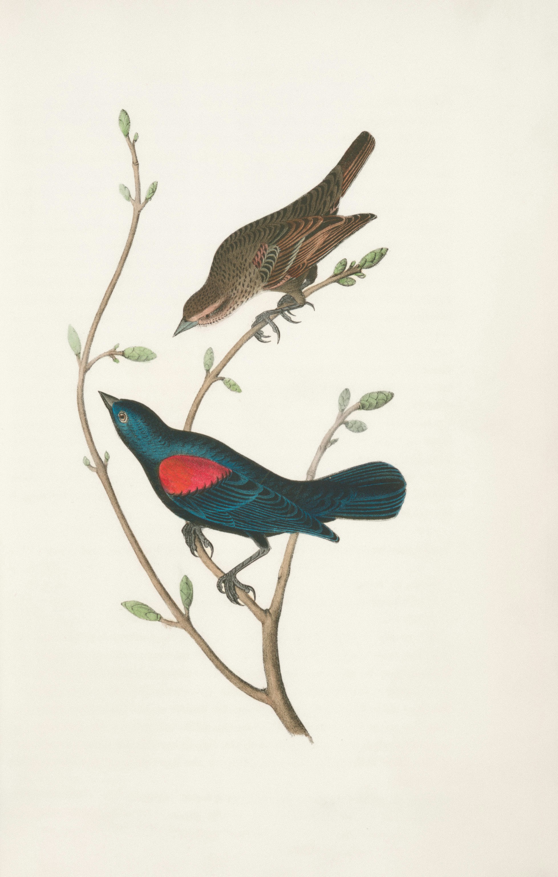 nightingale bird dark forest book