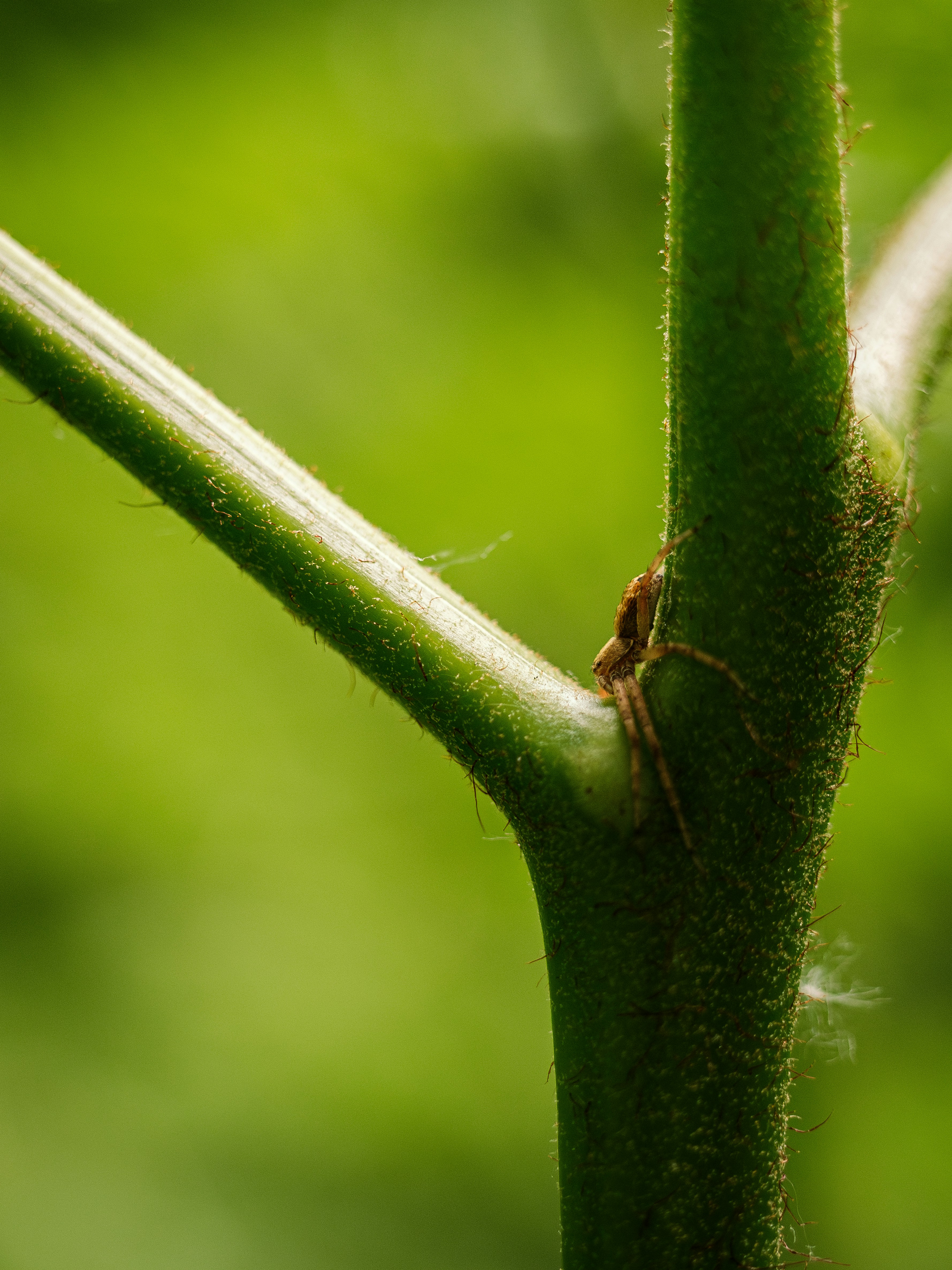 Una araña descansa sobre el tallo de una planta verde.