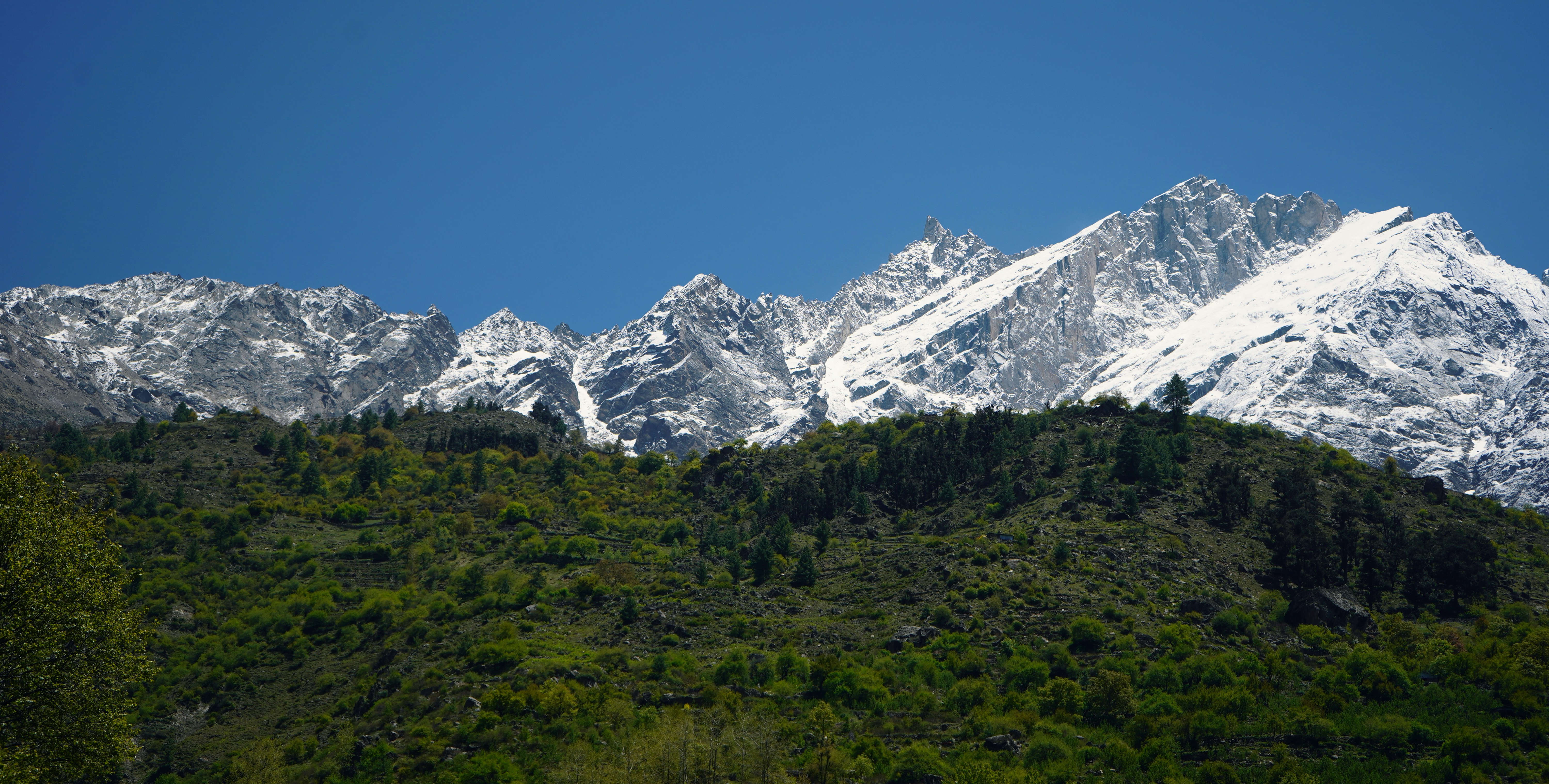 Snow-capped mountains tower above a forest.