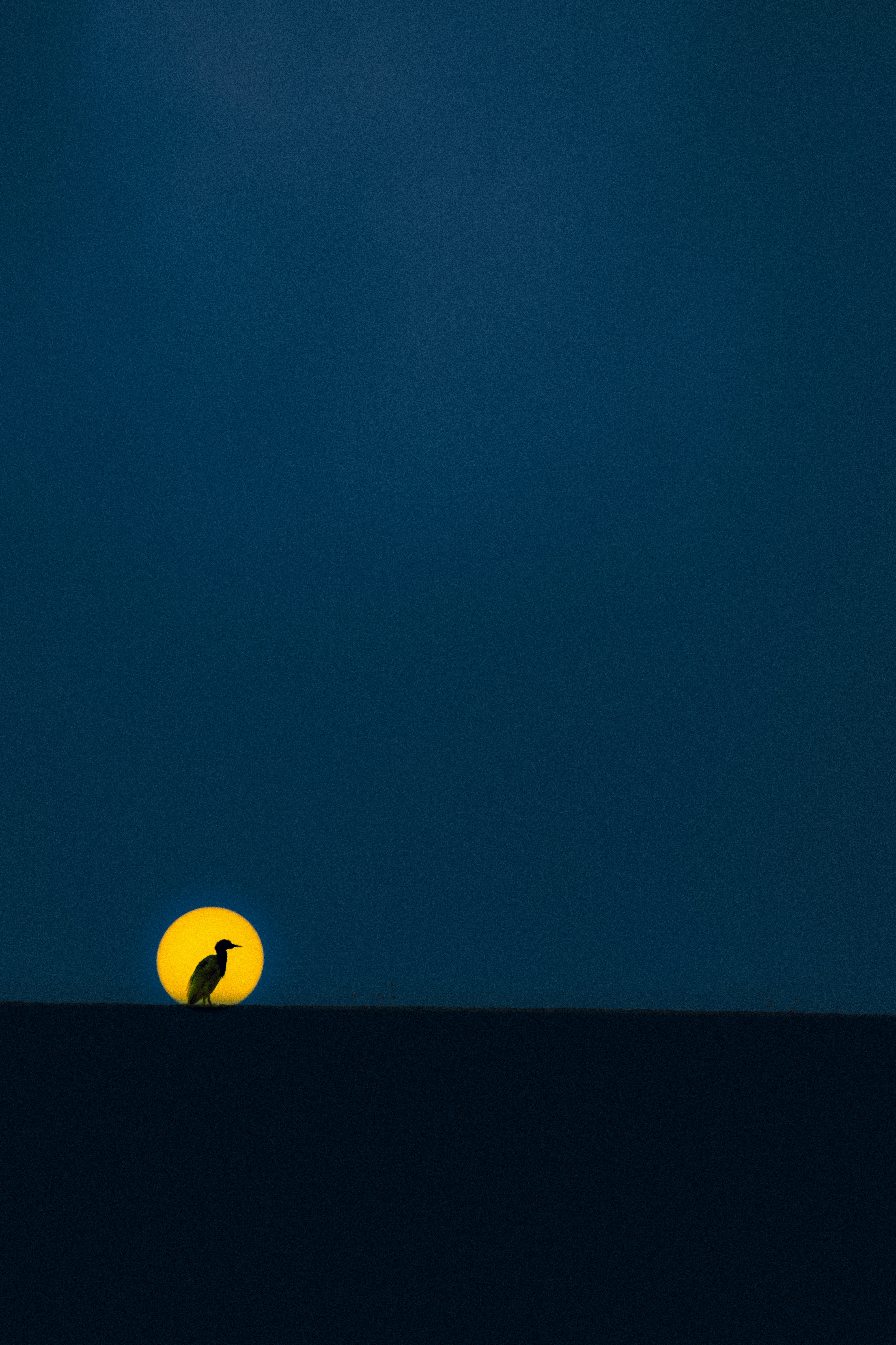 Silhouette bird