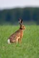 A brown hare sits in a grassy field.