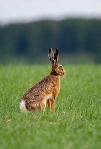 A brown hare sits in a grassy field.