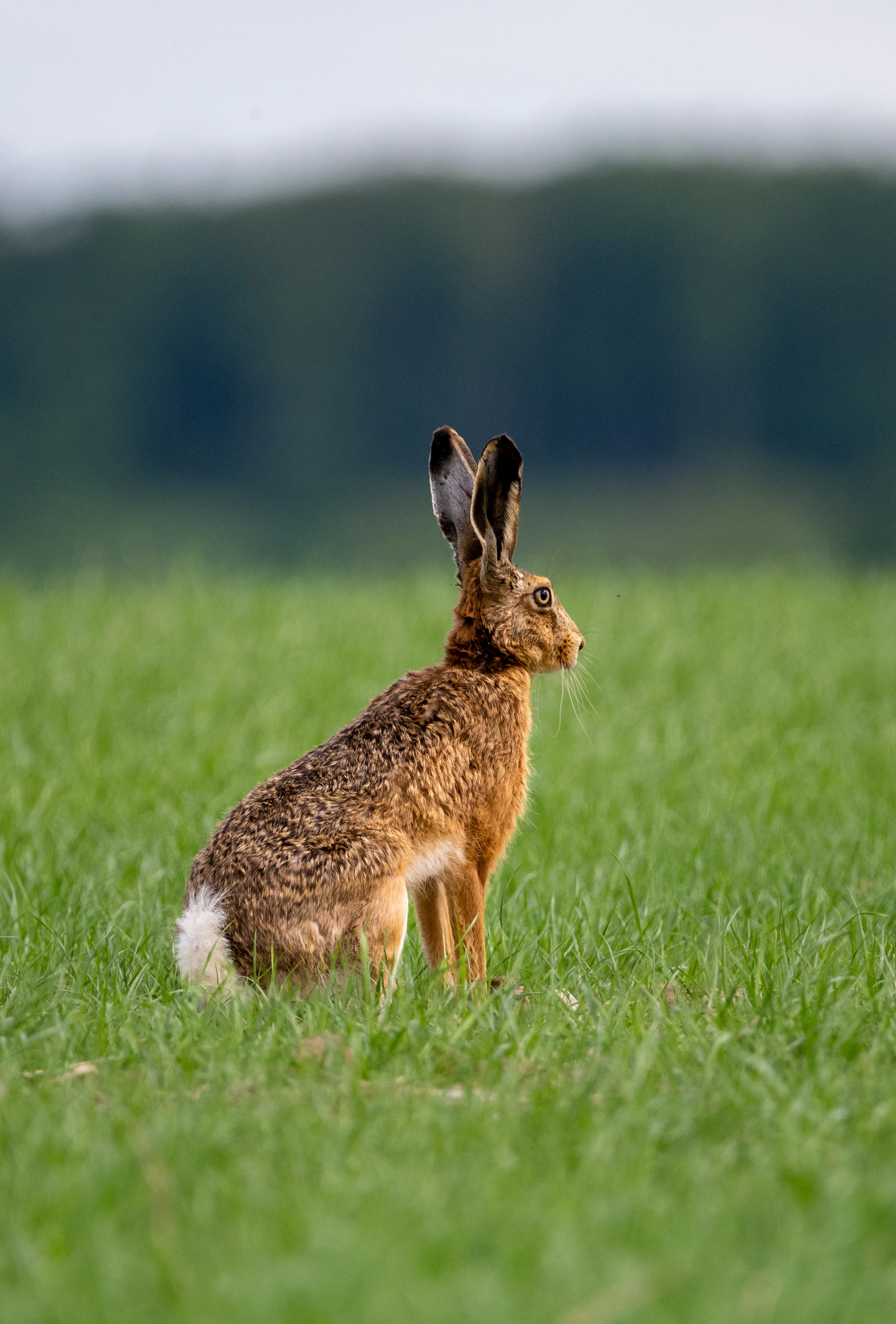 A brown hare sits in a grassy field.