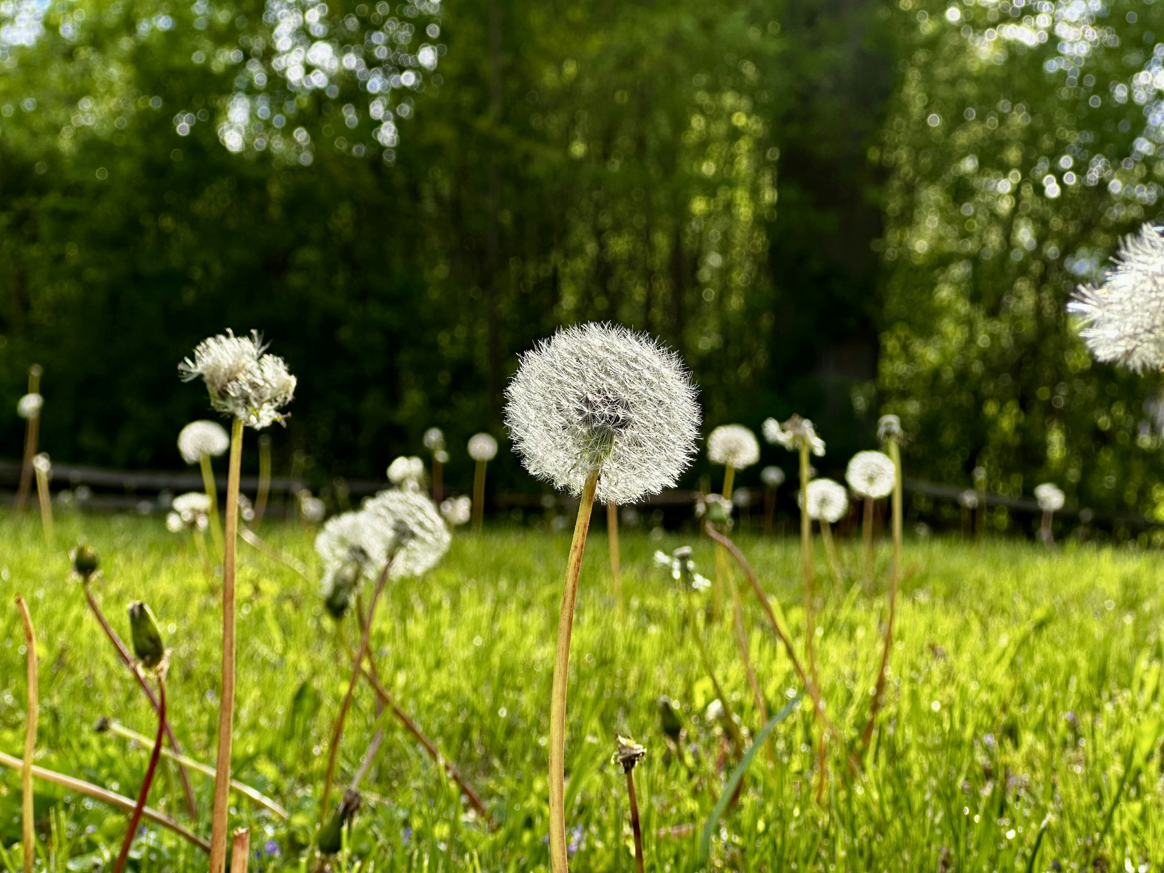 The Silent Green Invasion (image credits: unsplash)
