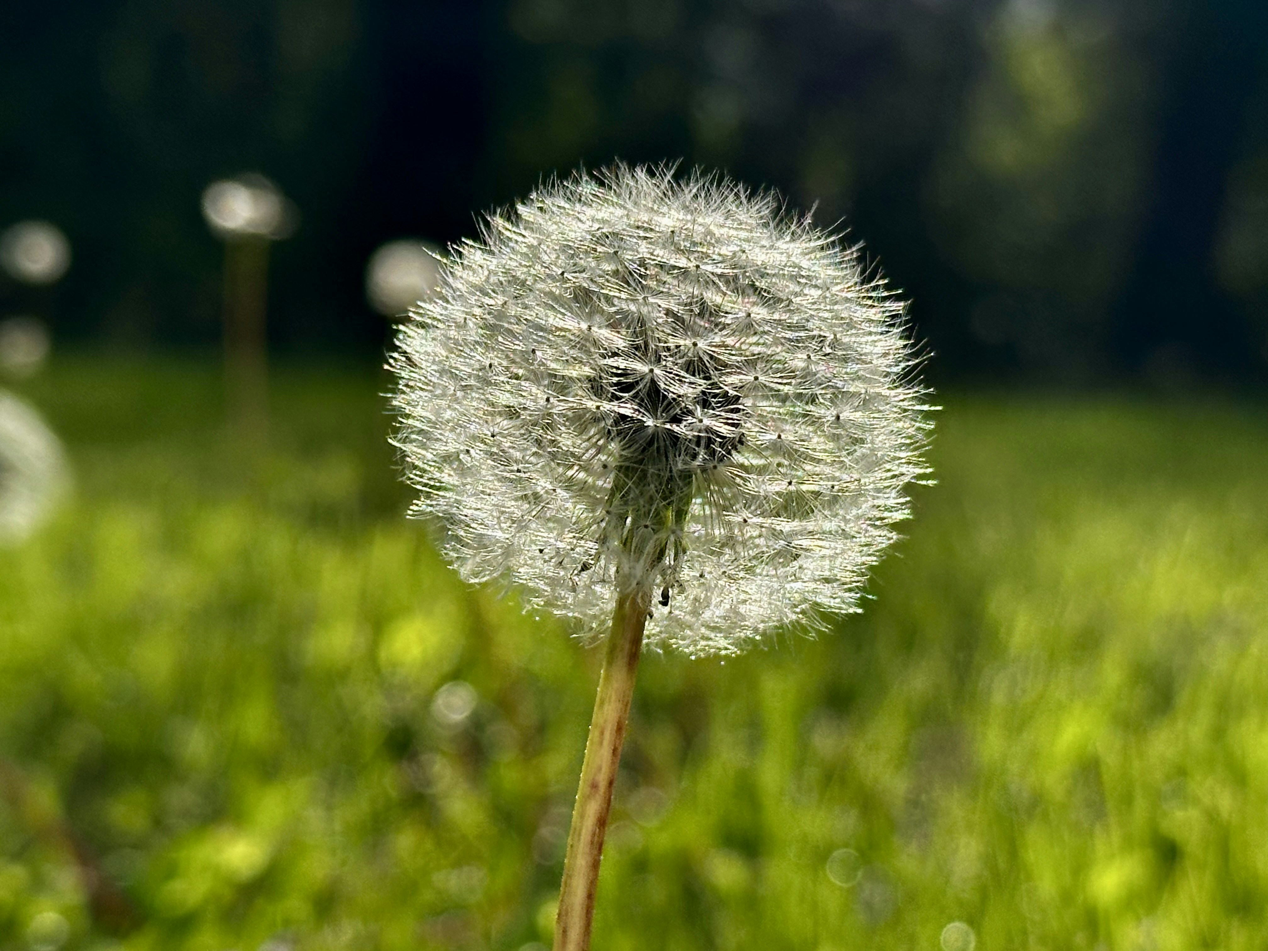 A dandelion seed head blooms in a green field.