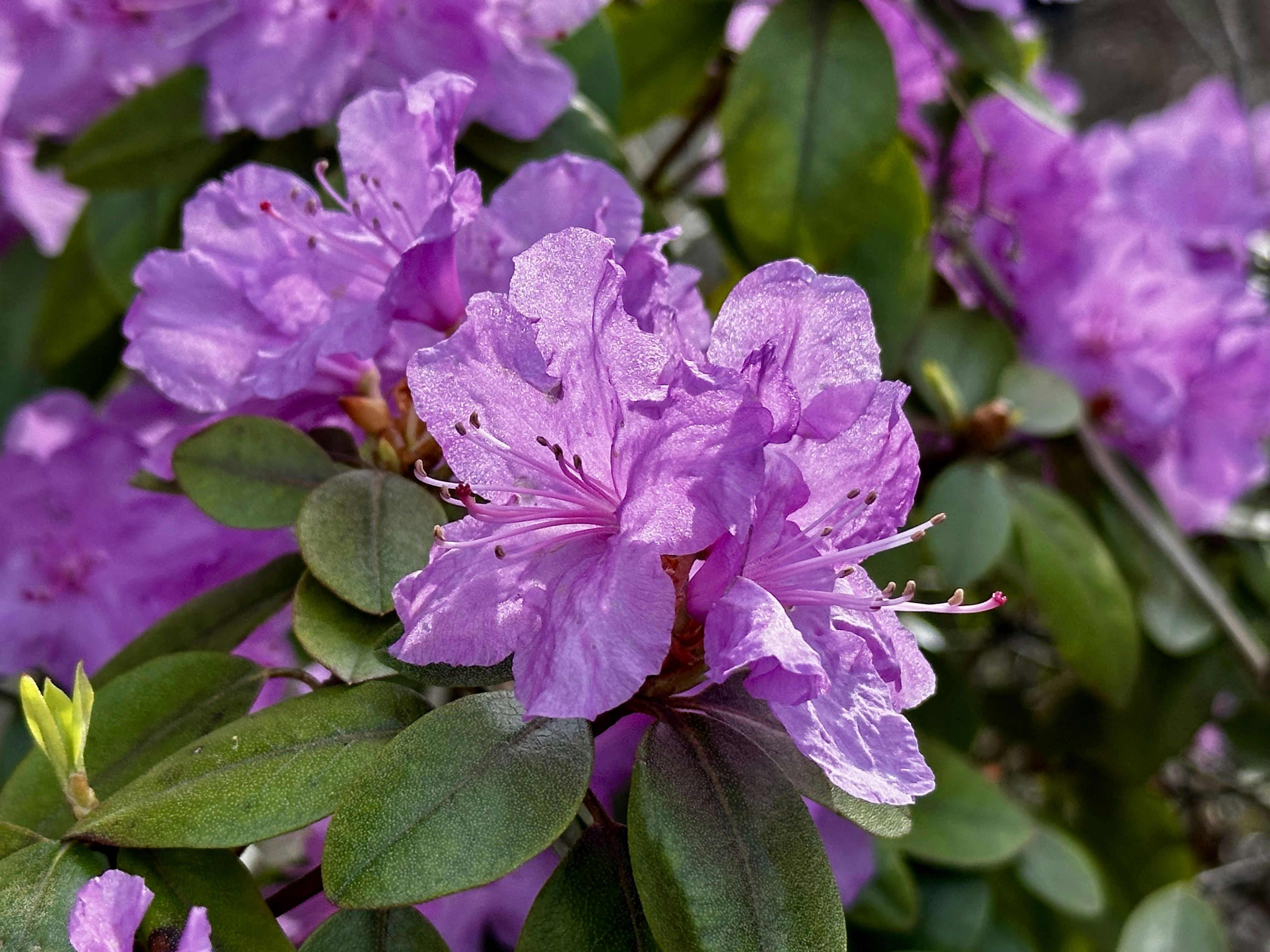 Photo by midkiffaries