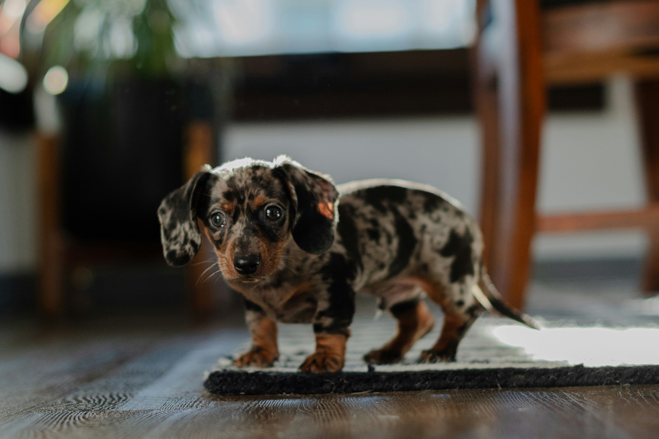 How to Potty Train a Puppy: Expert Step-by-Step Guide