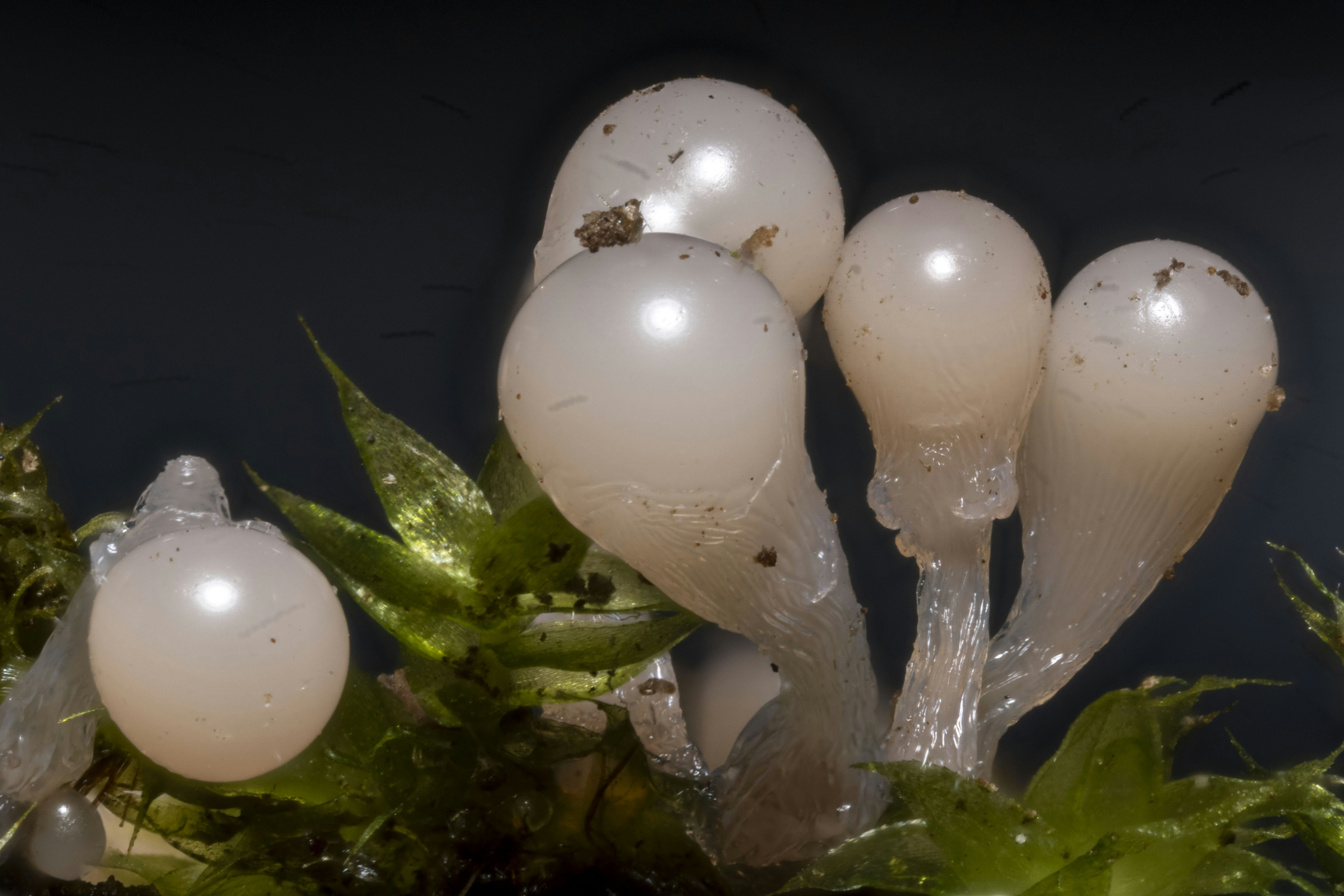 Glistening, blob-like fungi grow from green moss.