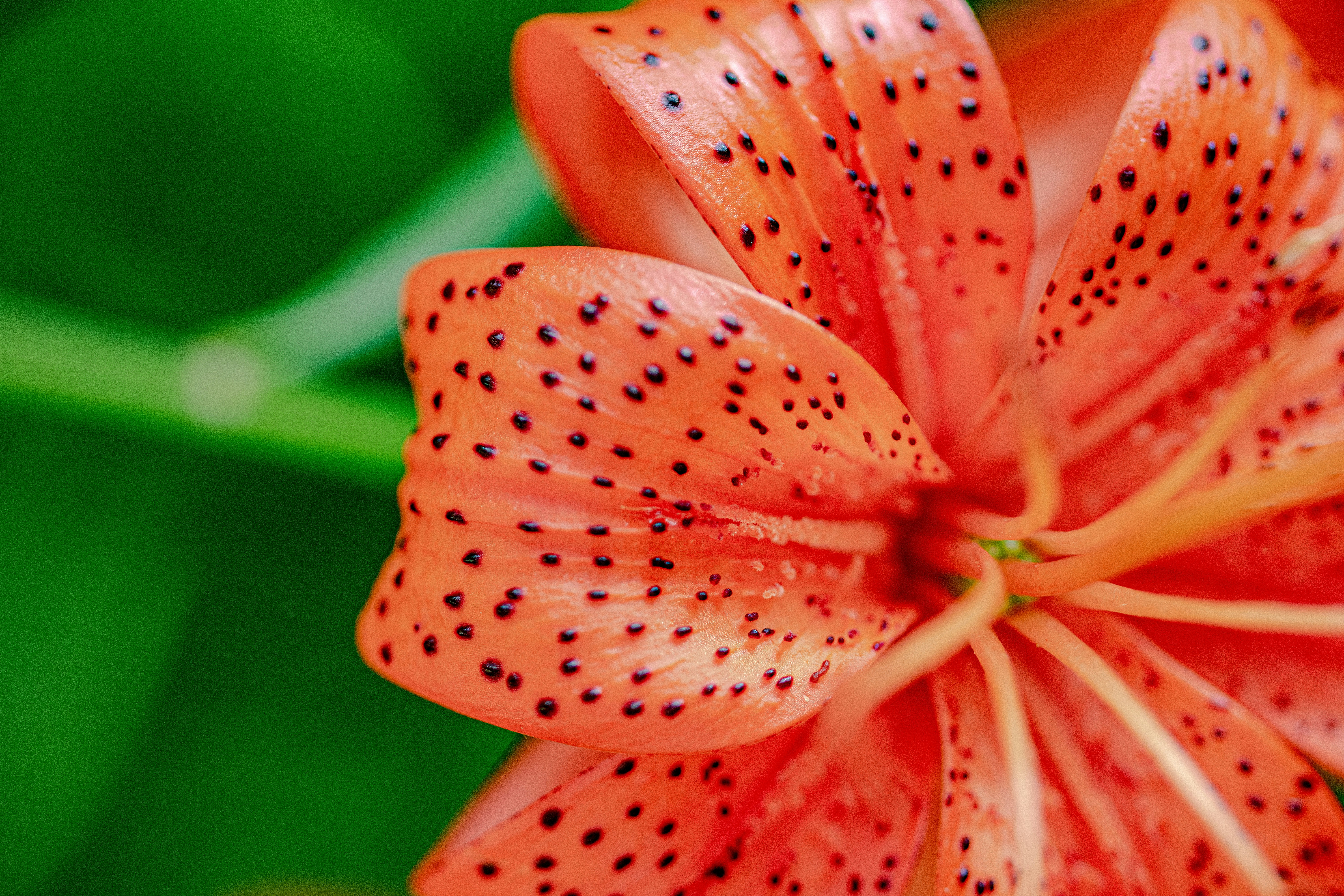 Photo by ellephant_photography