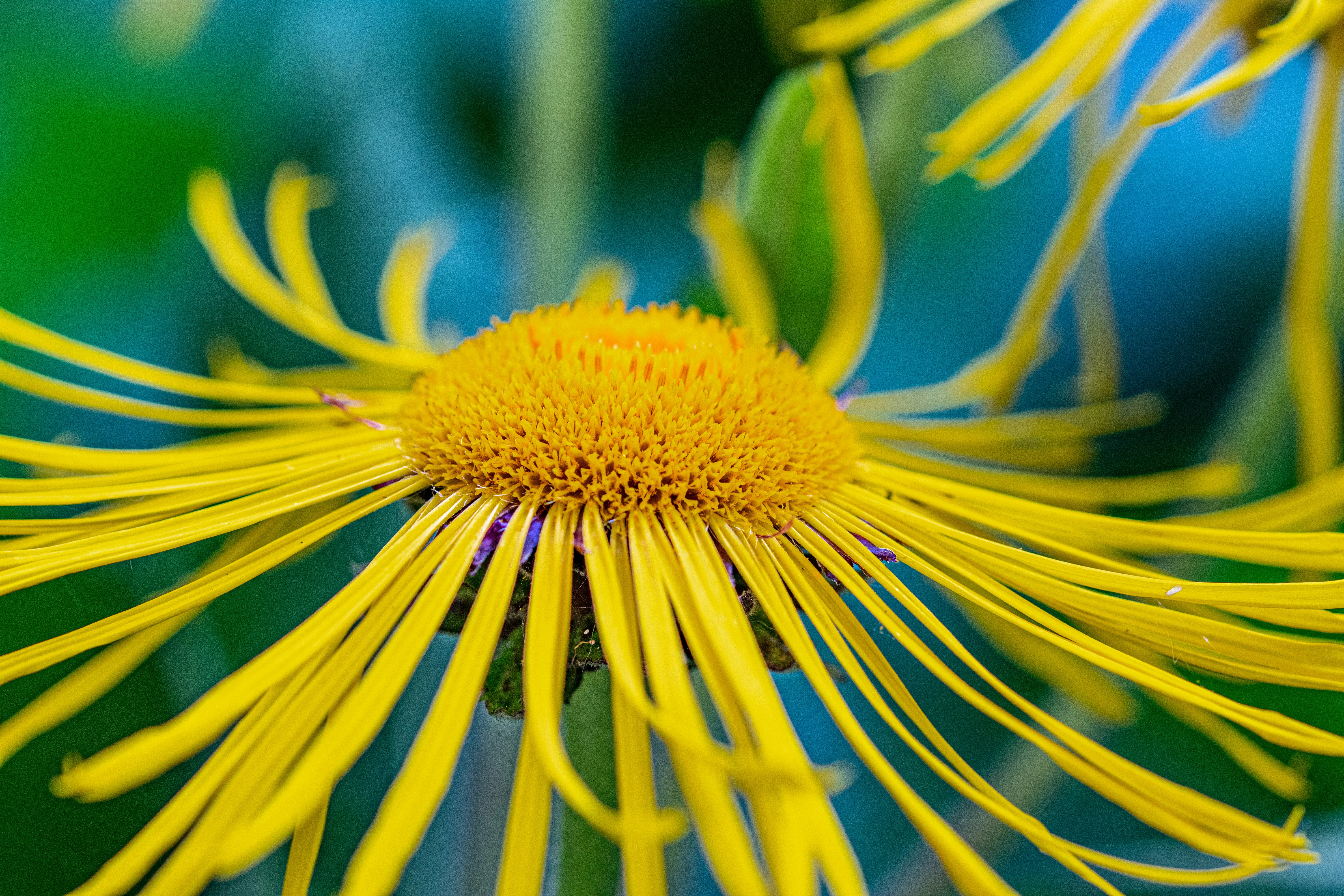A bright yellow flower in close-up.