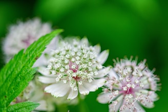White wildflowers bloom against a green background.