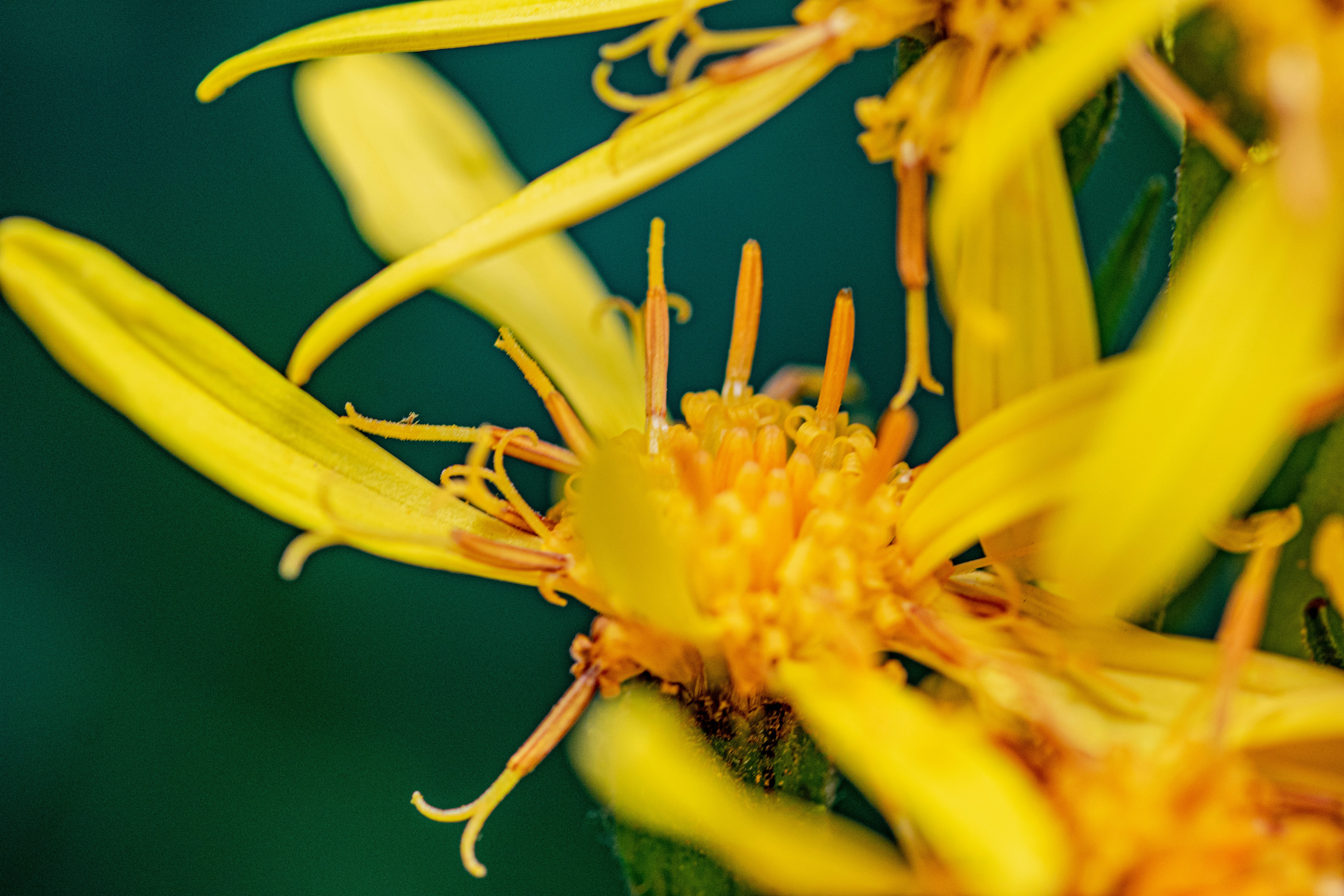 Photo by ellephant_photography