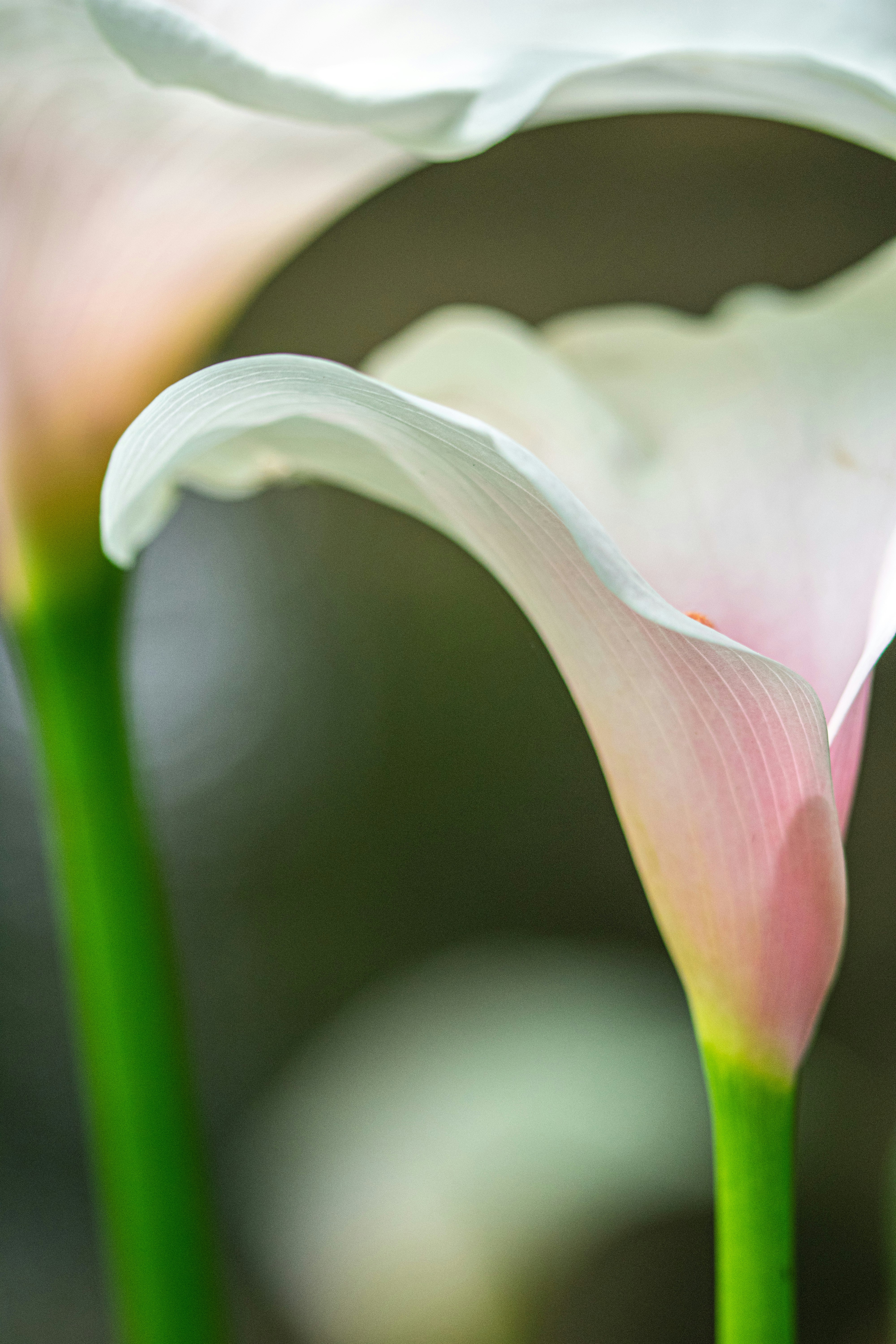 Photo by ellephant_photography