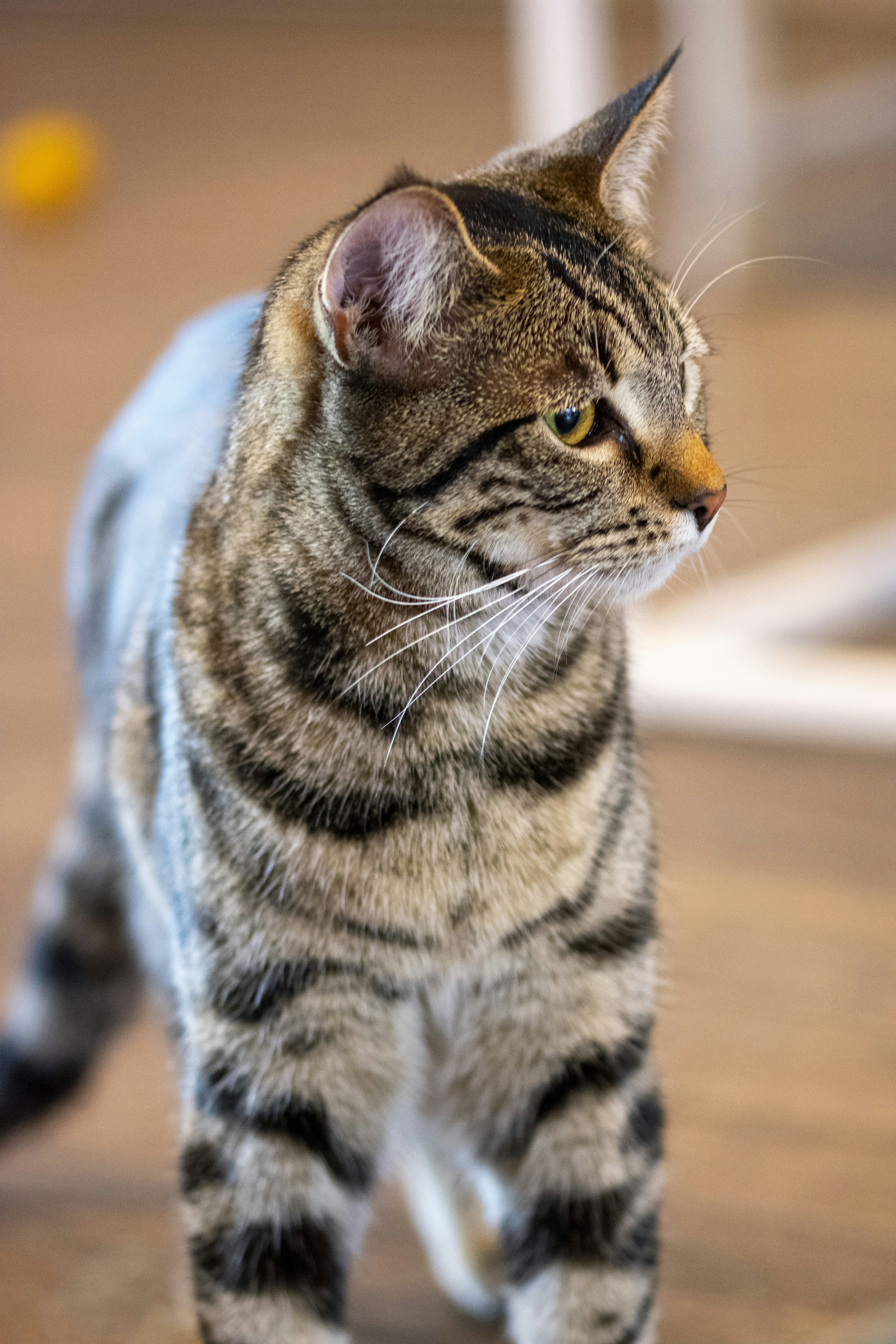 A majestic cat dressed as a king on a throne.